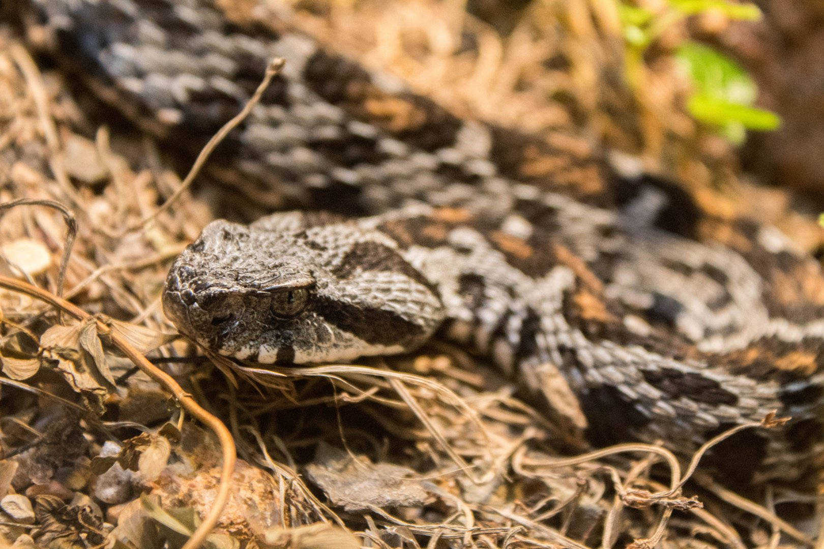 Berg Adder Mountain Viper Background