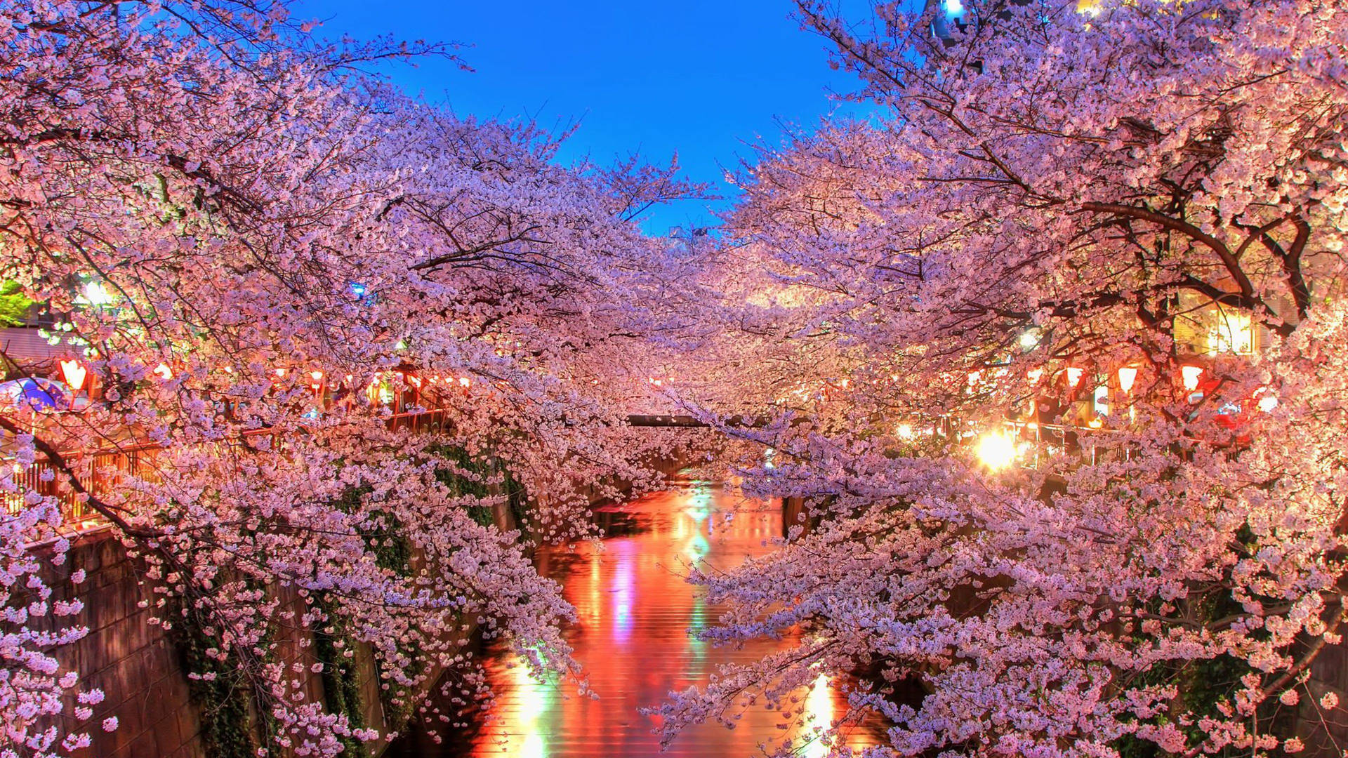 Best 4k Uhd Cherry Blossoms Background