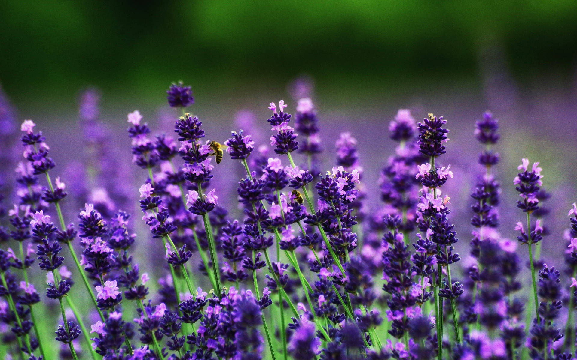 Best 4k Uhd Lavender Flowers Background