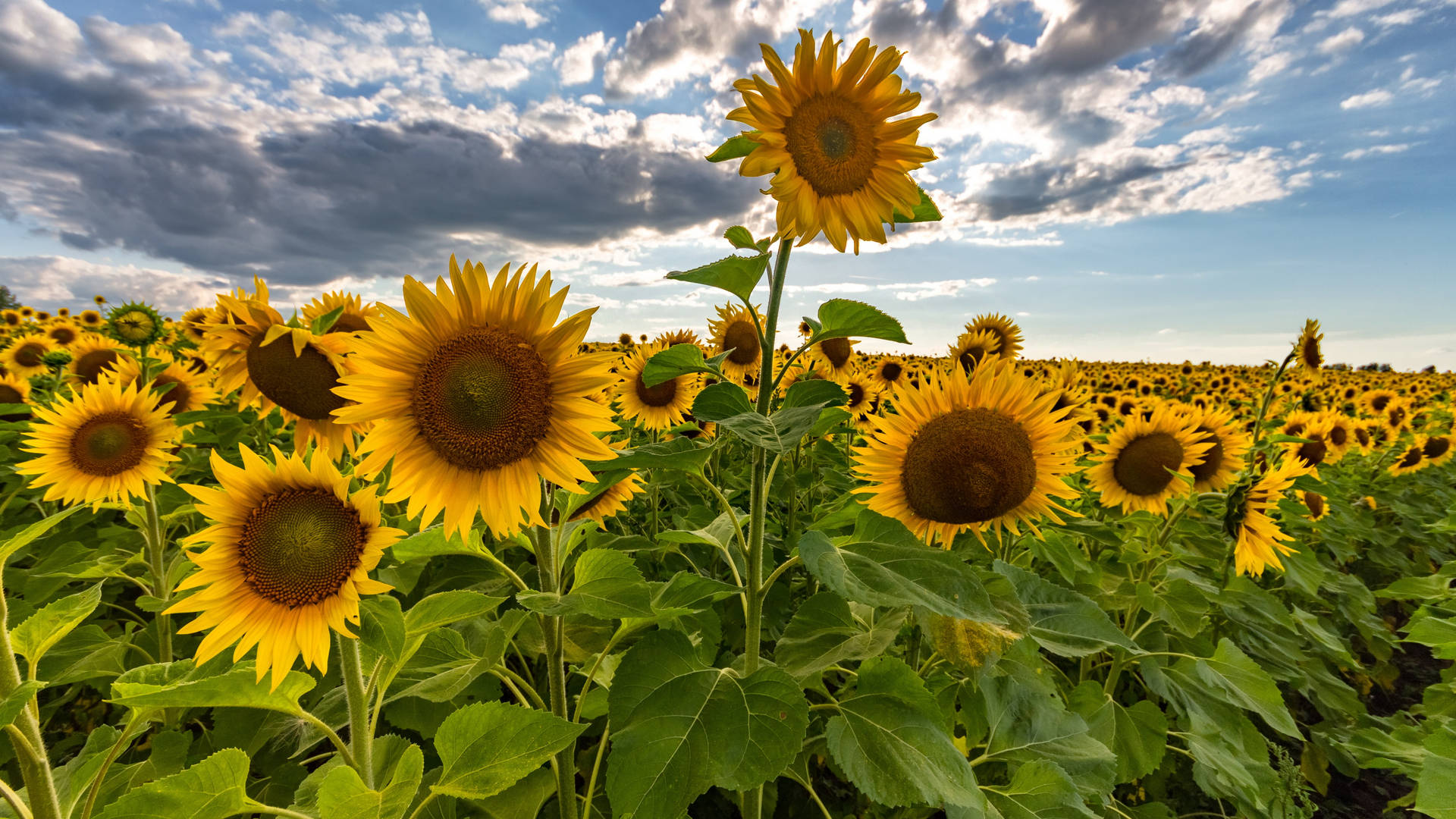 Best 4k Uhd Sunflower Field