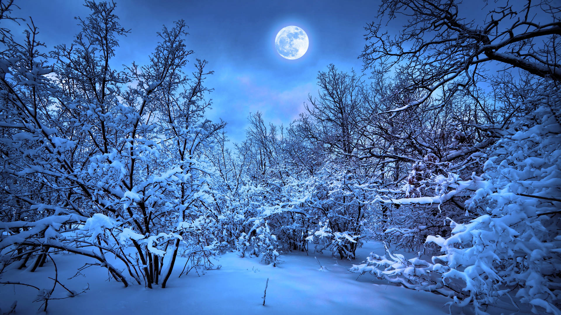 Best 4k Uhd Winter Forest Background