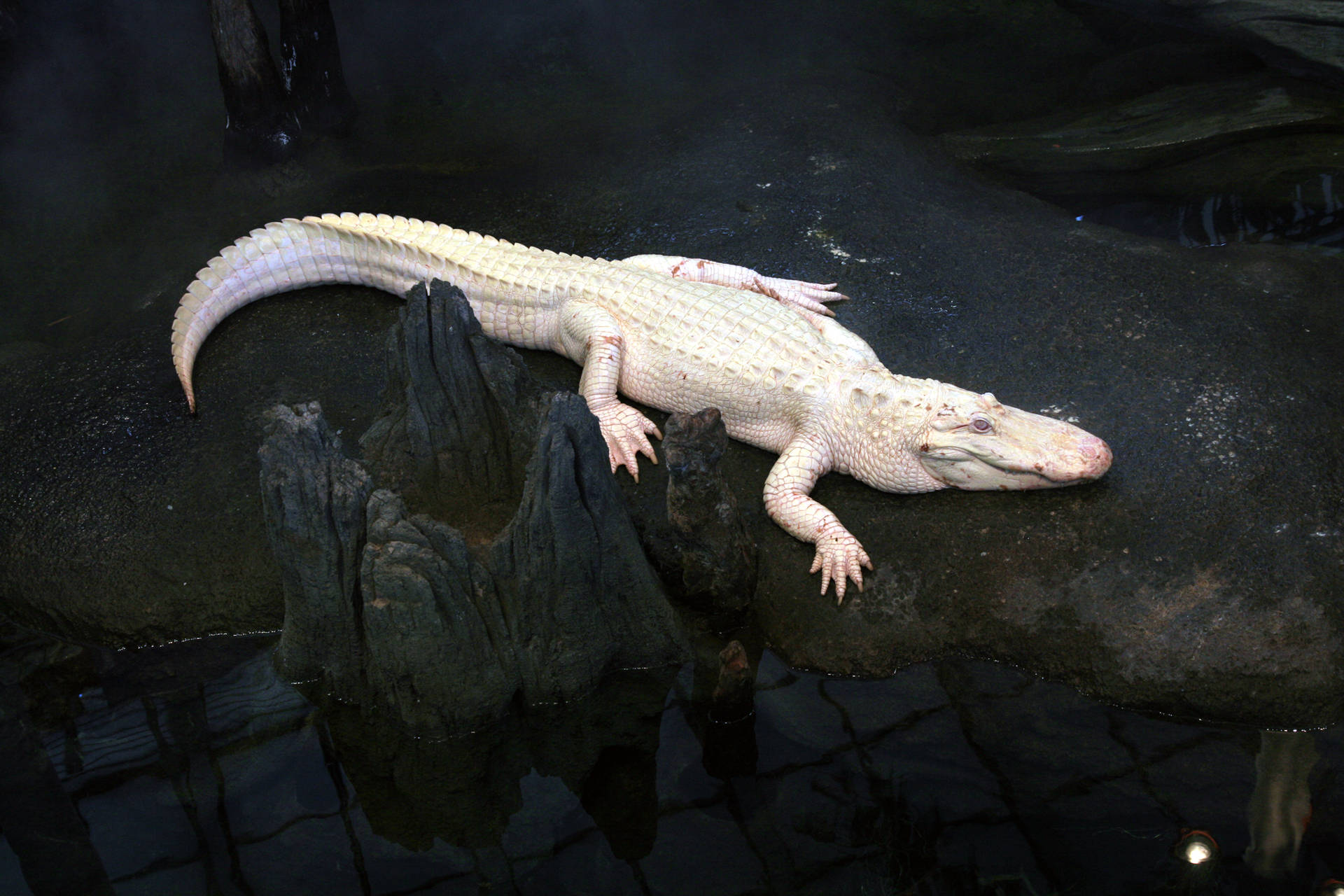 Best Albino Alligator