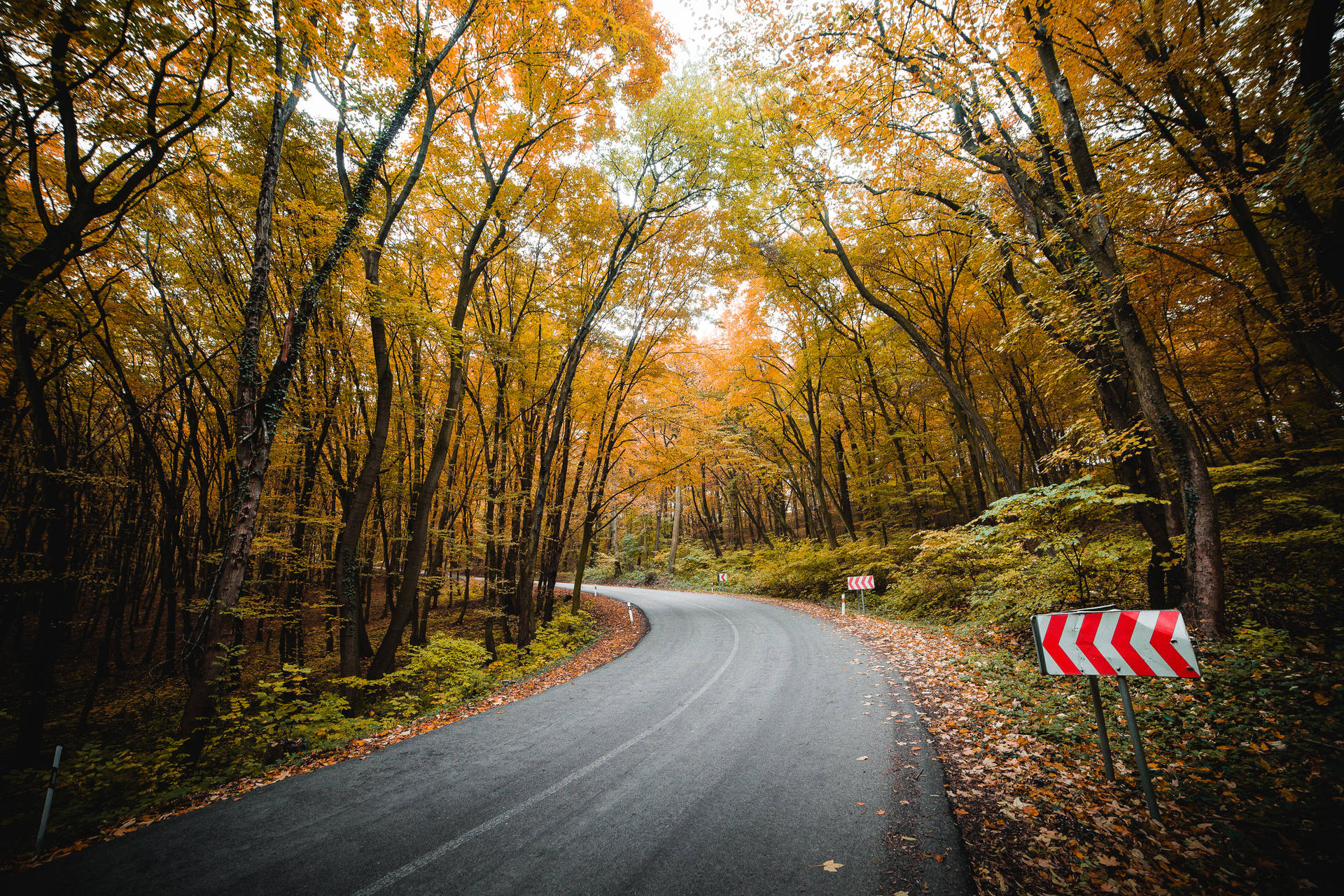 Best Autumn Forest Road Background