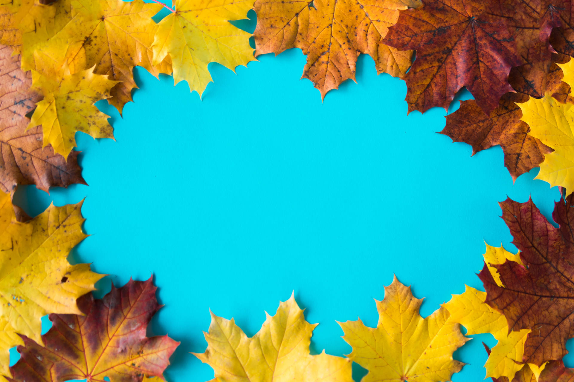 Best Autumn Leaves With Blue Background Background