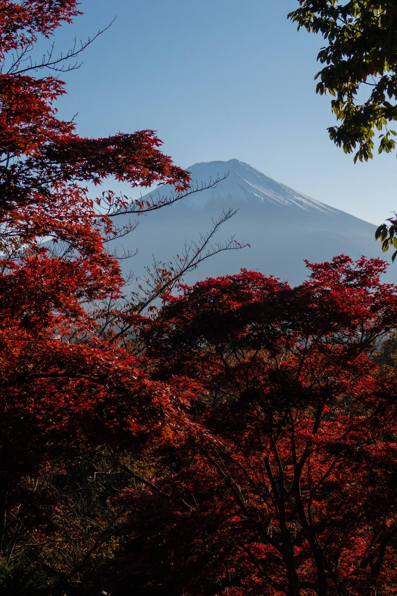 Best Autumn Mount Fuji Background