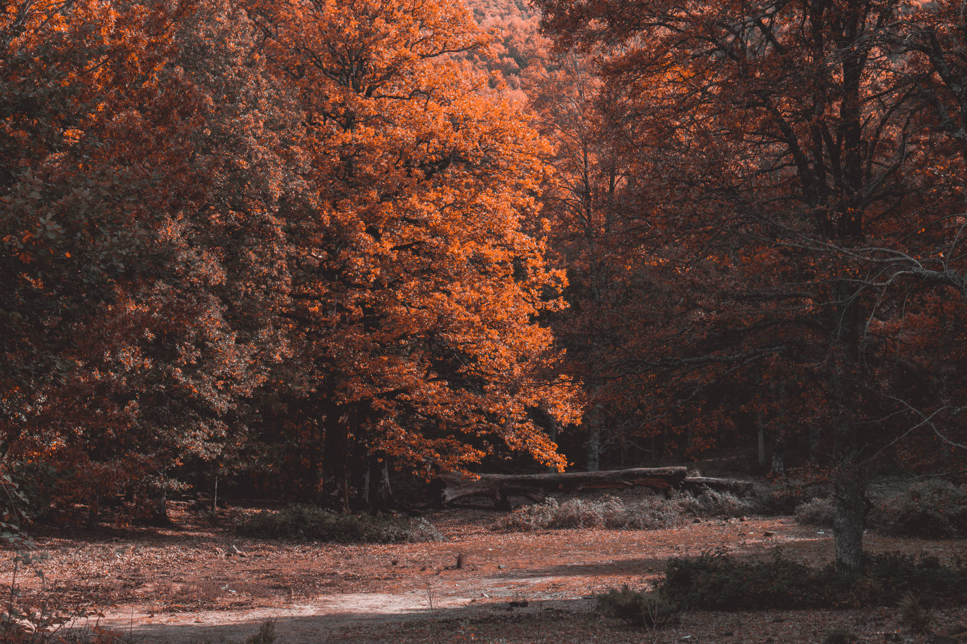 Best Autumn Rustic Forest Background