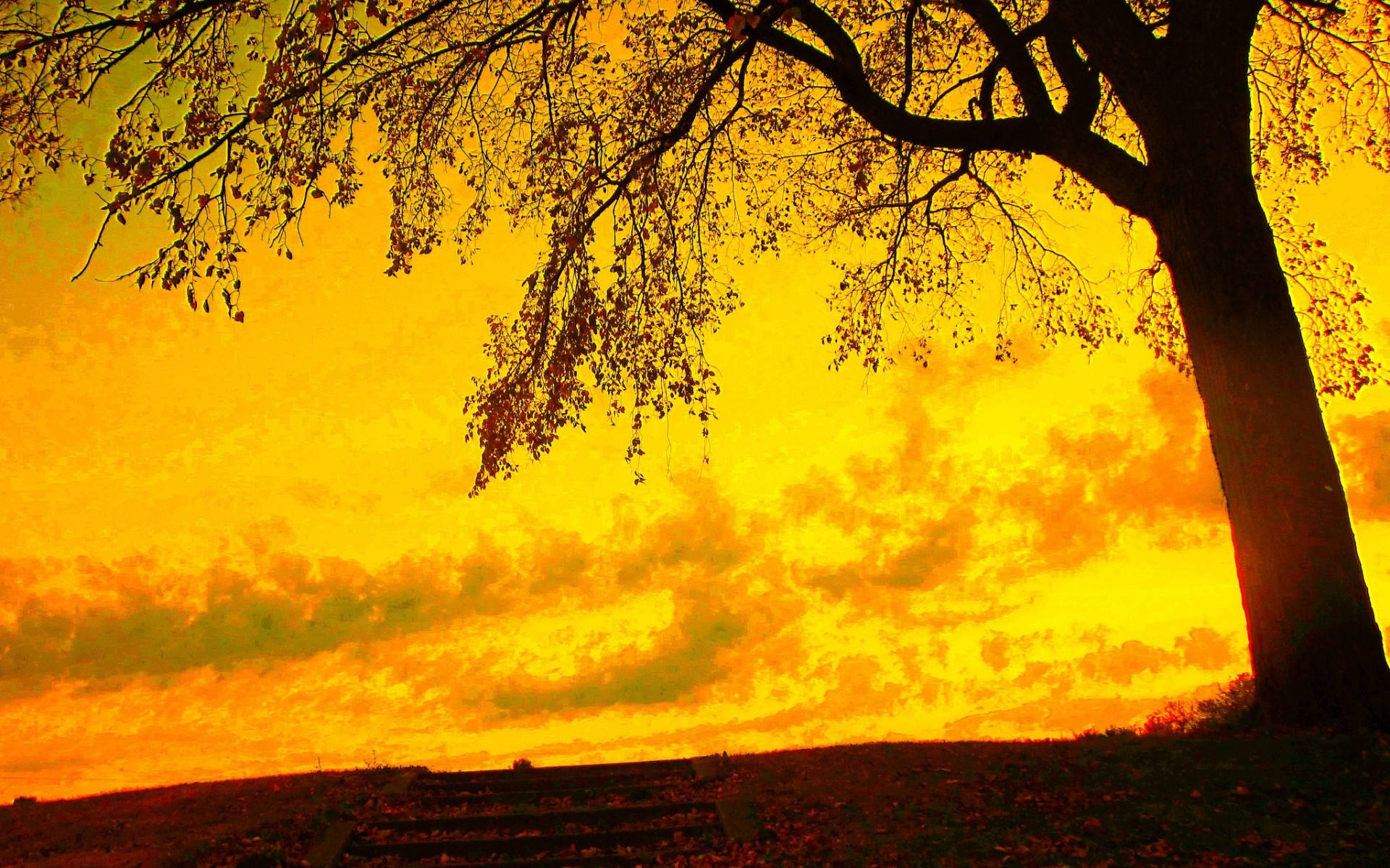 Best Autumn Yellow Sky Background