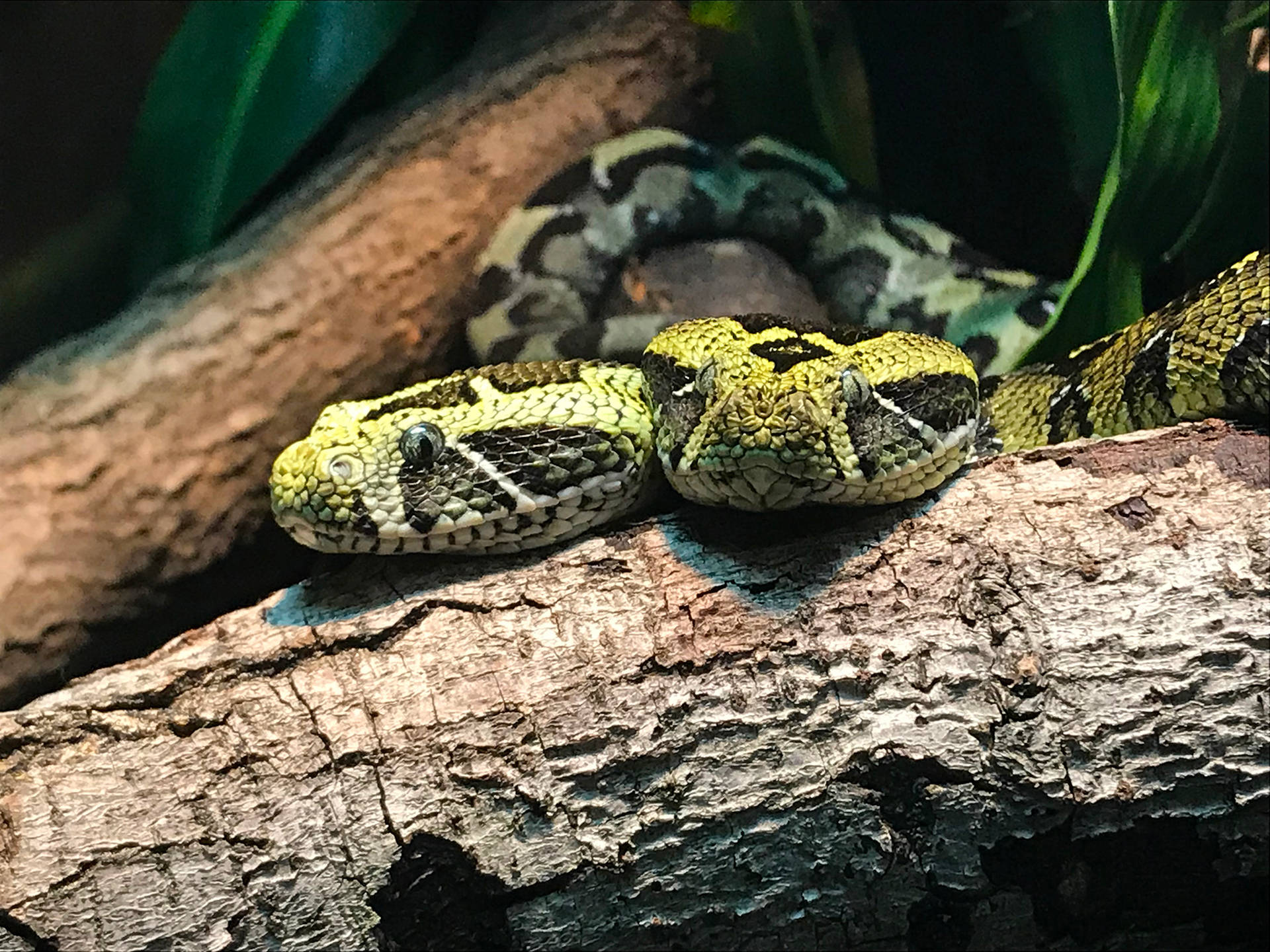 Best Bitis Buddies Mountain Viper