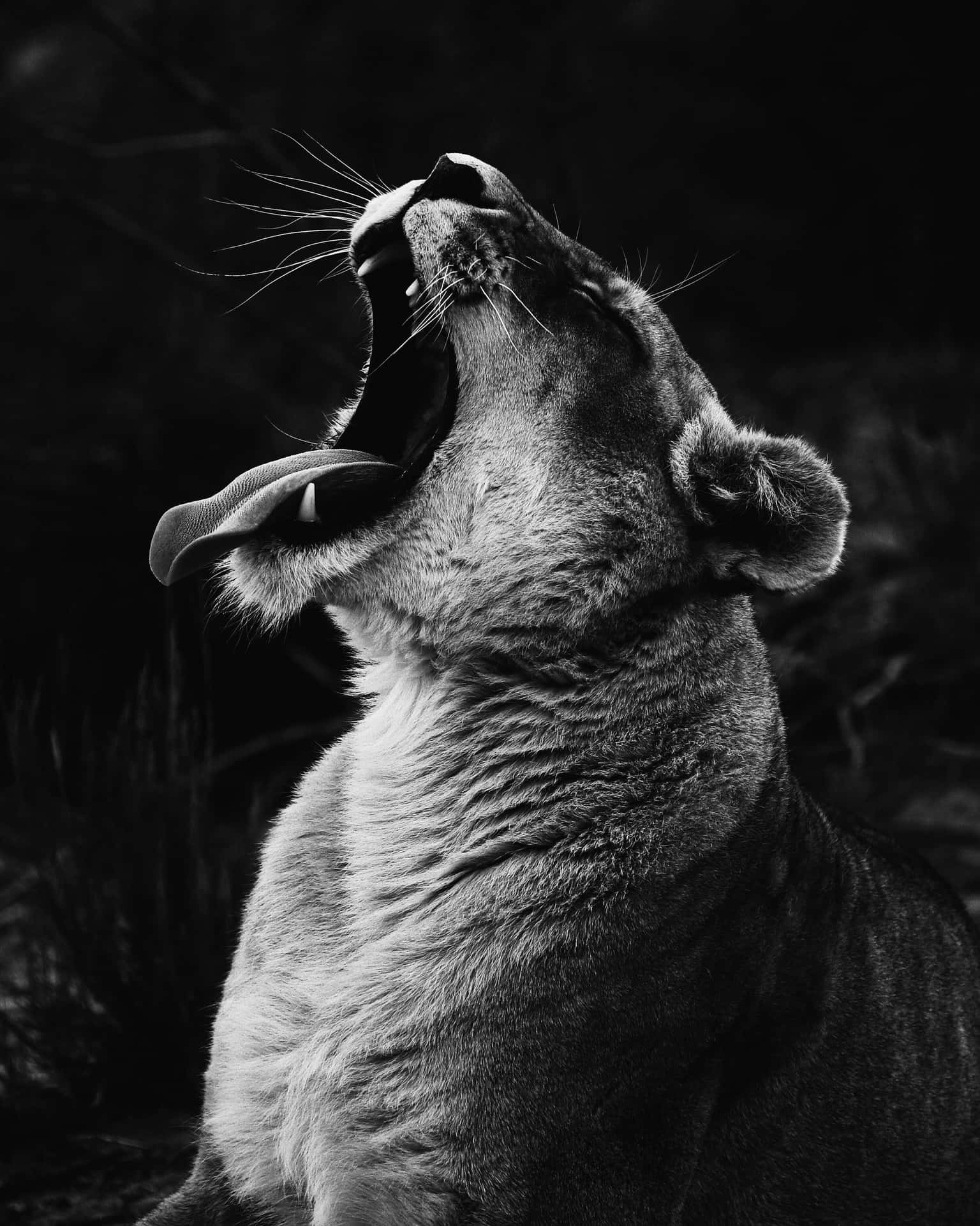 Best Black And White Wallpaper Background