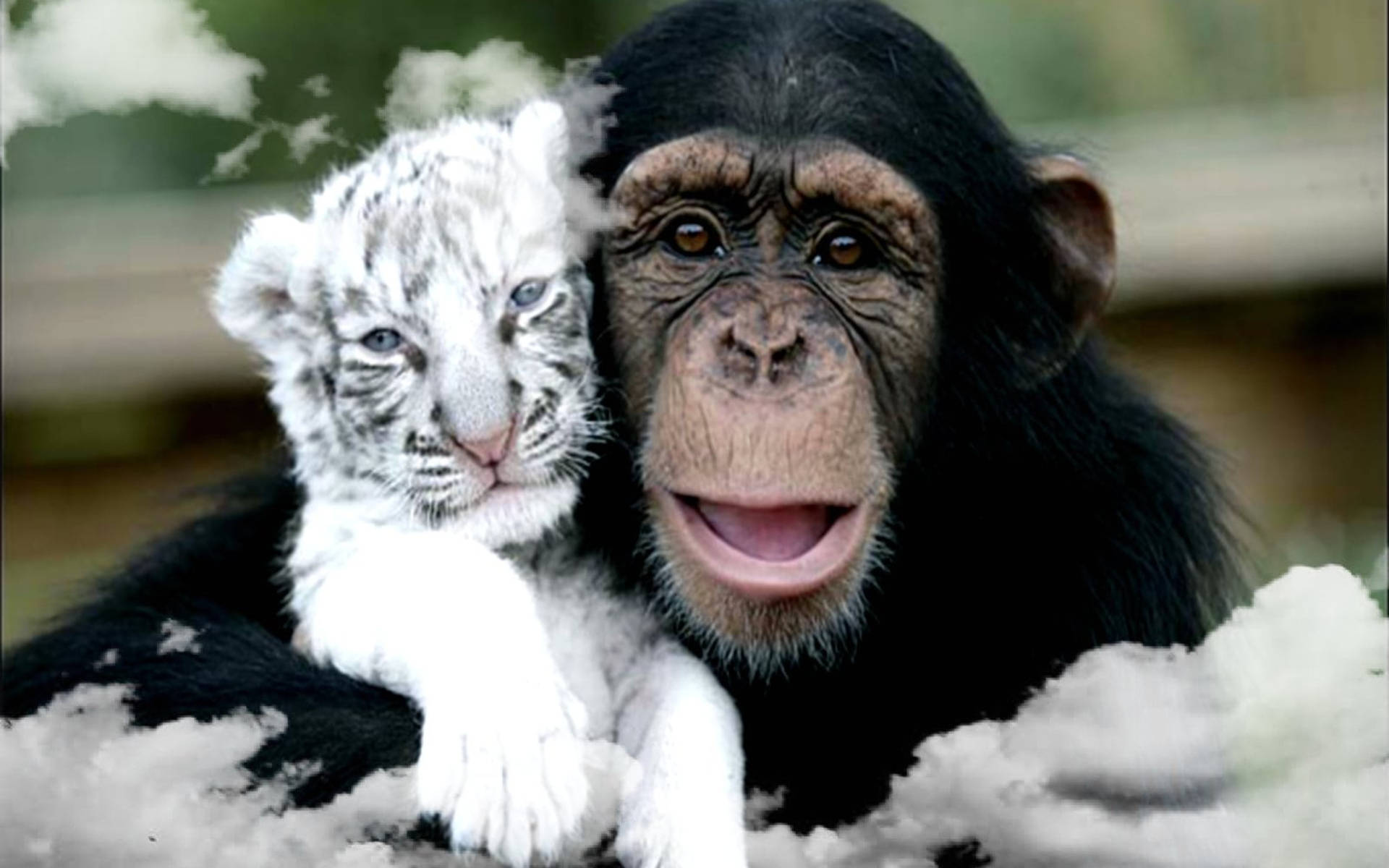 Best Friends Chimpanzee And Tiger