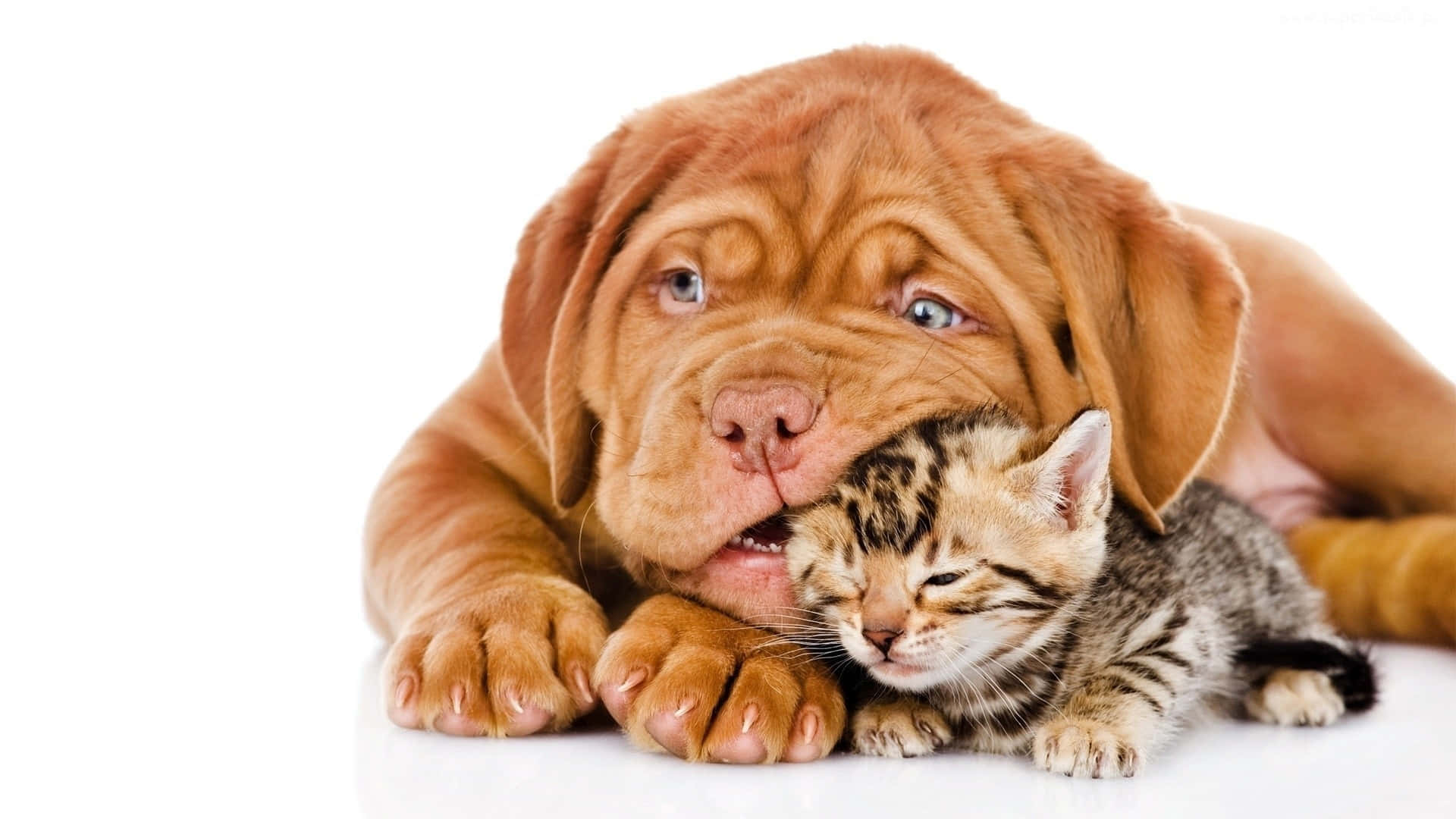 Best Friends For Life – A Playful Kitten And Puppy Background