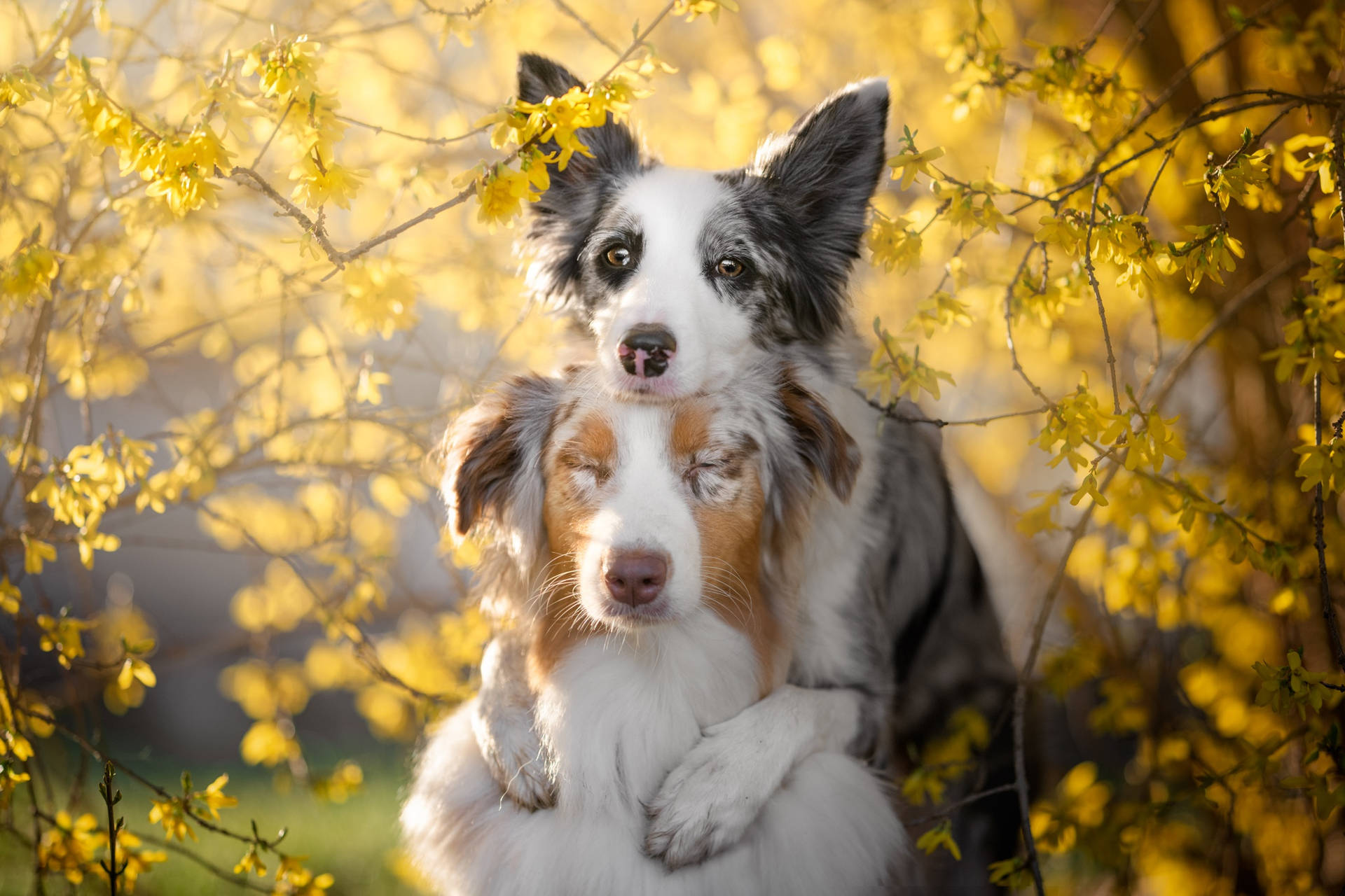 Best Friends Forever Border Collies Background