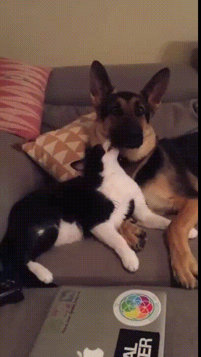Best Friends Forever Cat And Dog