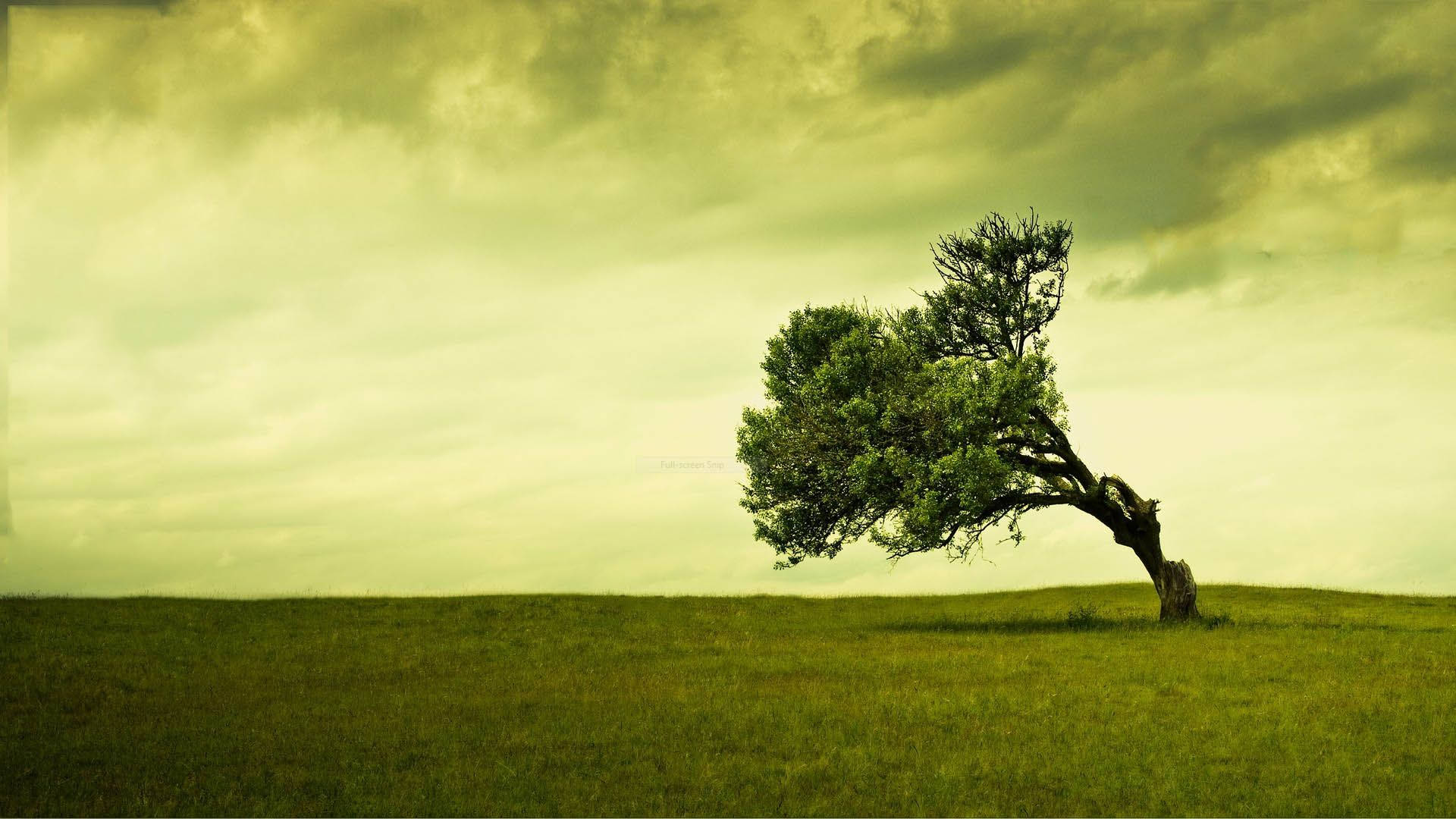 Best Green Swaying Tree Background