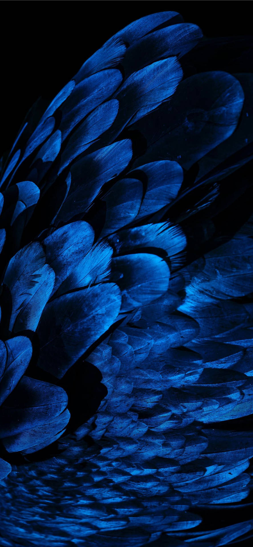 Best Oled Blue Feathers Background