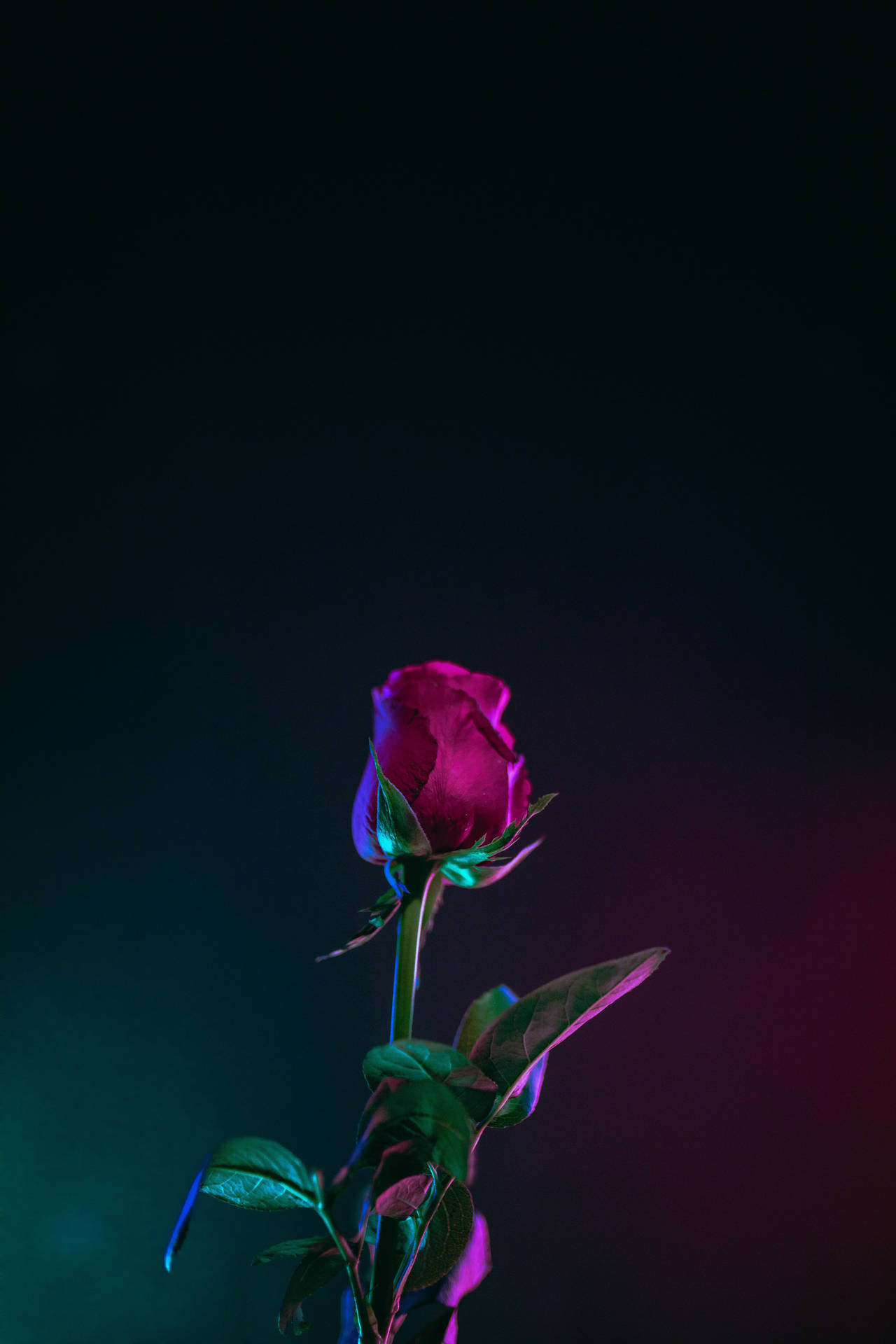 Best Oled Rose Neon Lights Background