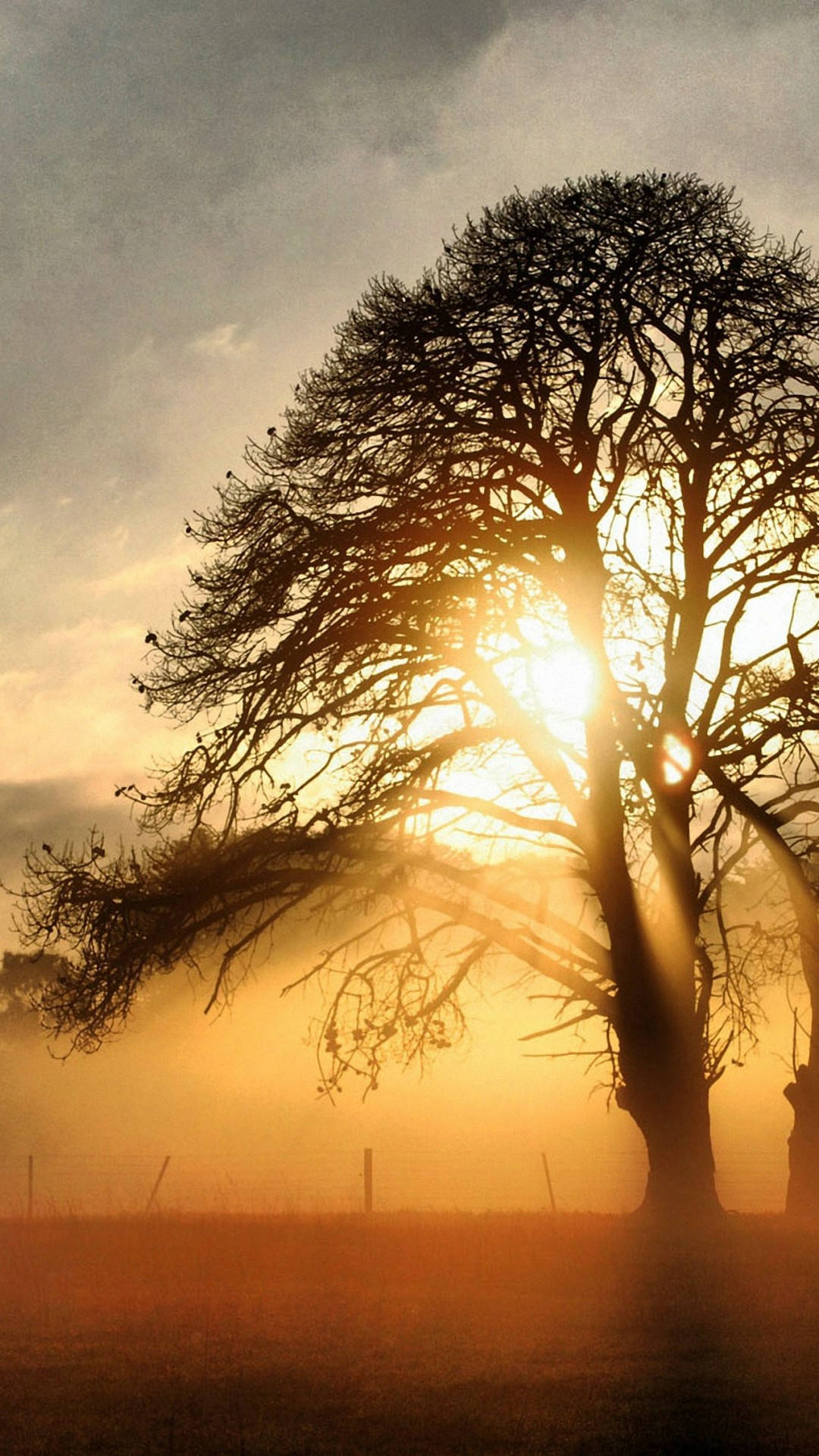 Best Tree And Sunlight View Background