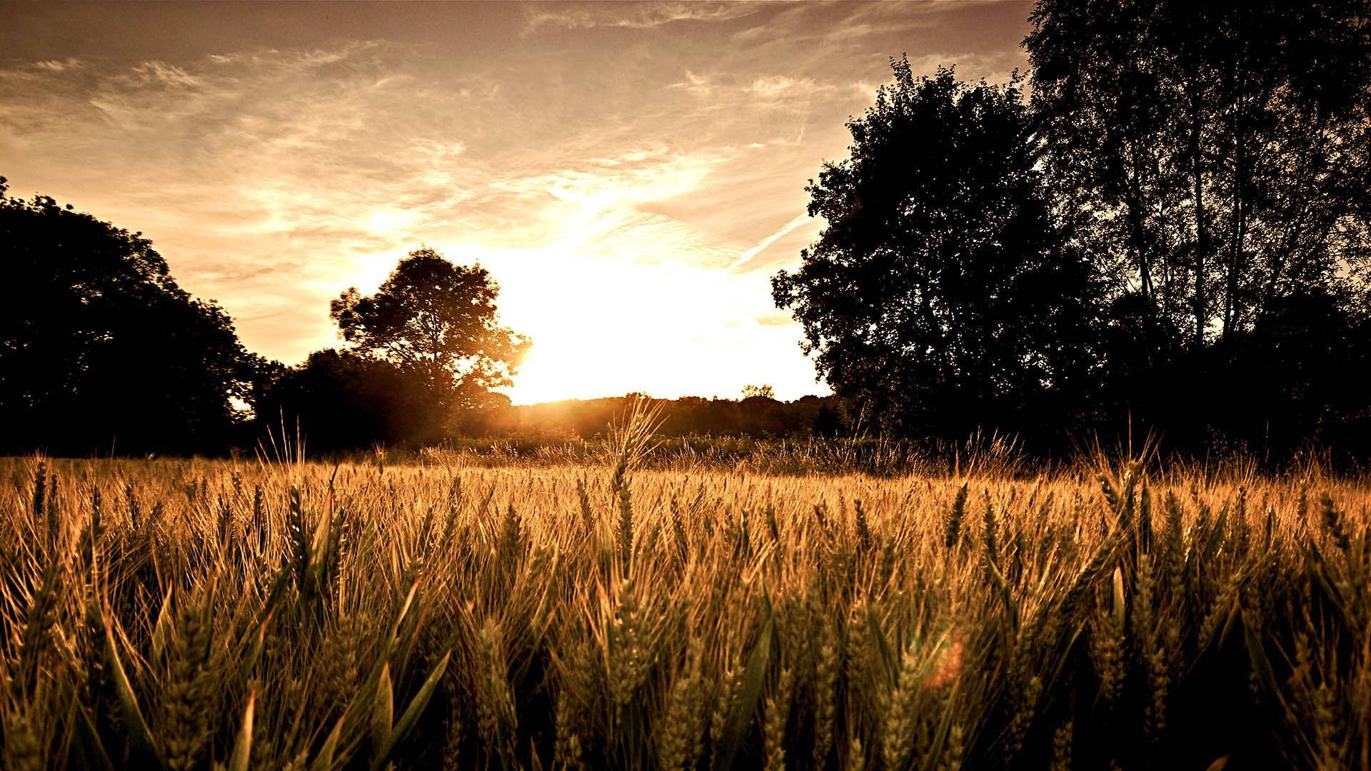 Best Wheat Field With Sunset Background