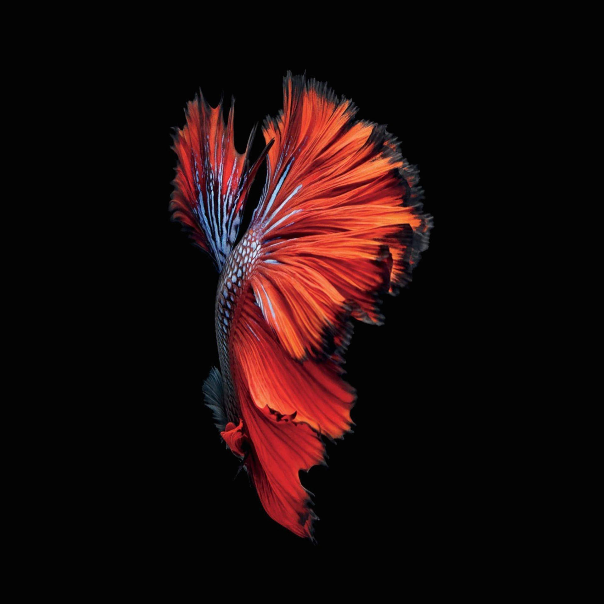 Betta Fish Black Lover Phone Background Background