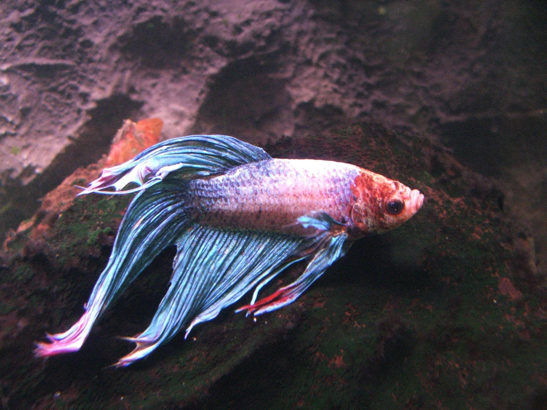 Betta Fish By Rocks