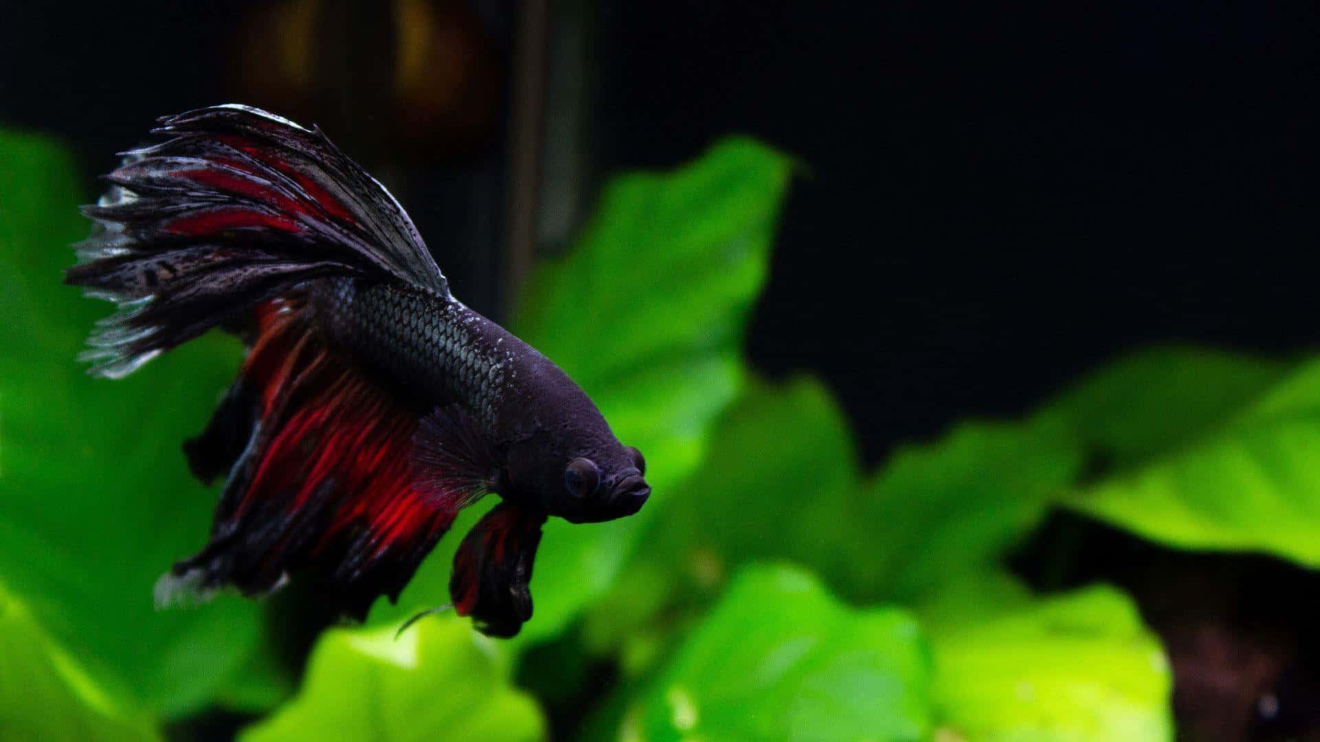 Betta Fish Elegant Swim.jpg