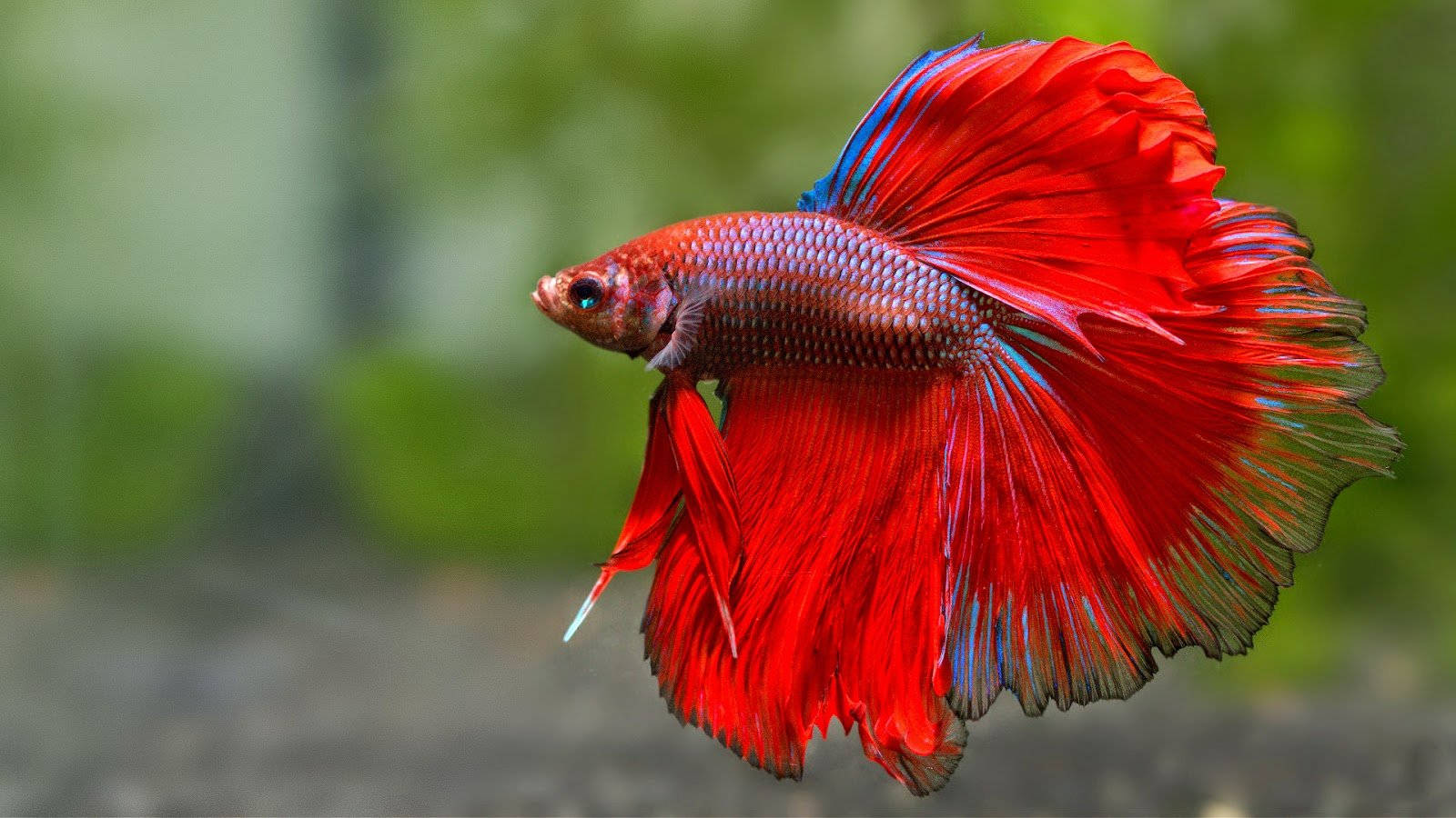 Betta Fish Full Hd 1600x900 Background