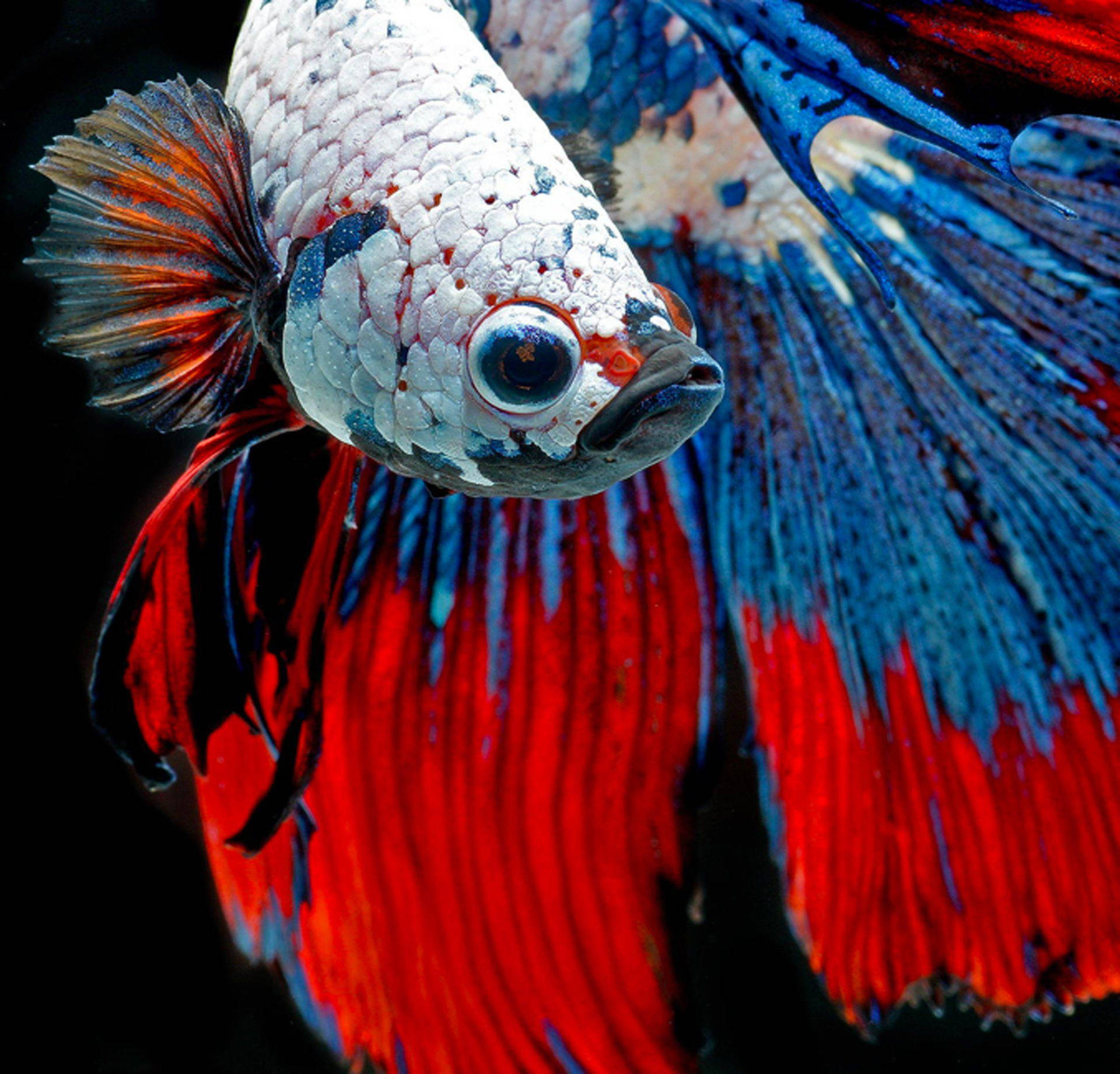 Betta Fish Up Close Background