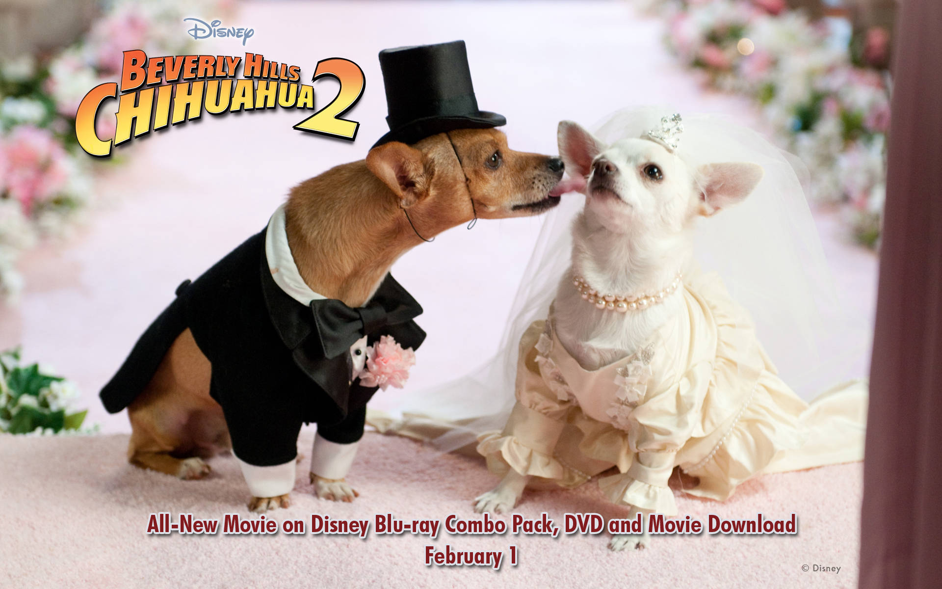 Beverly Hills Chihuahua 2 Poster Background