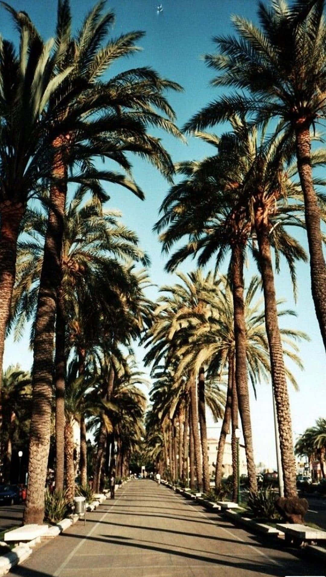Beverly Hills In California Palm Tree Iphone Background