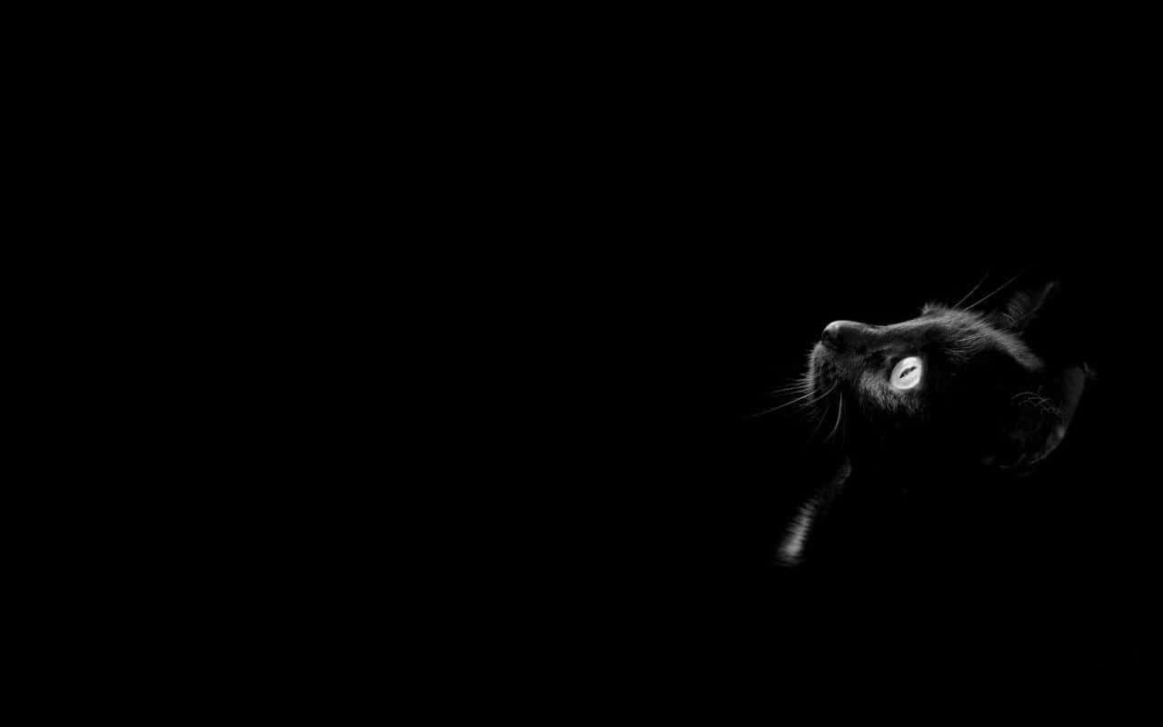 Beware Of This Dark, Mysterious And Spooky Black Cat This Halloween! Background