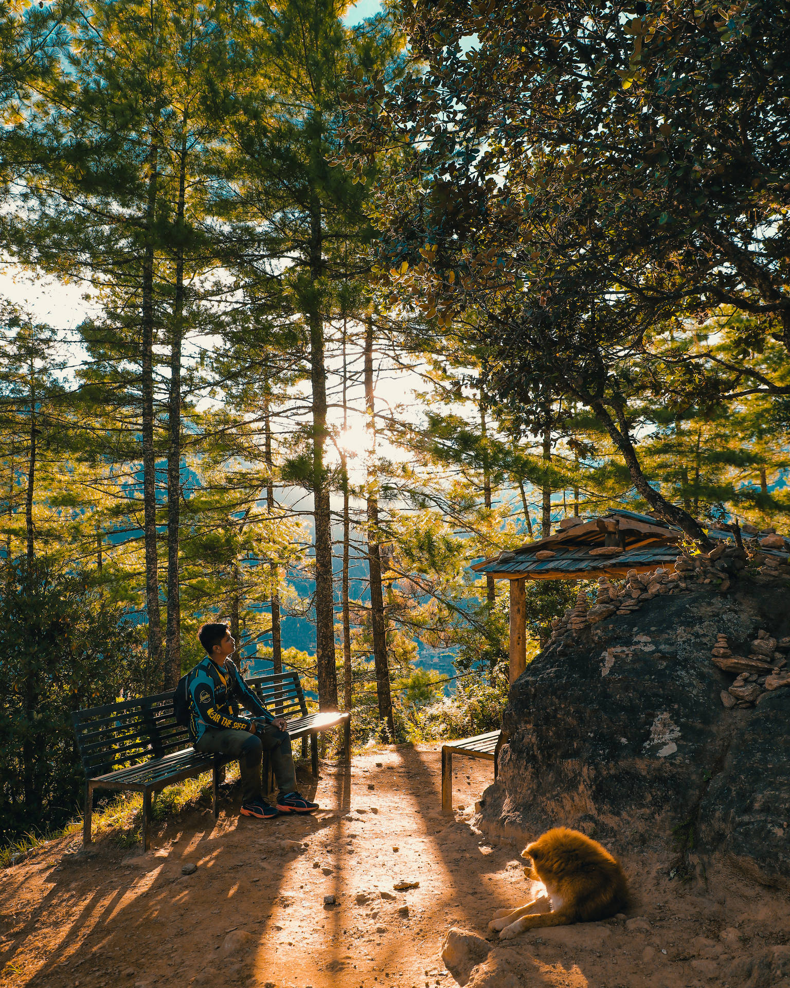 Bhutan Forest Hiking View Background