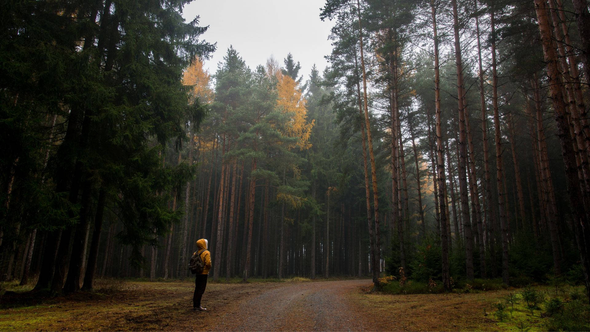 Białowieża Forest Person Journey