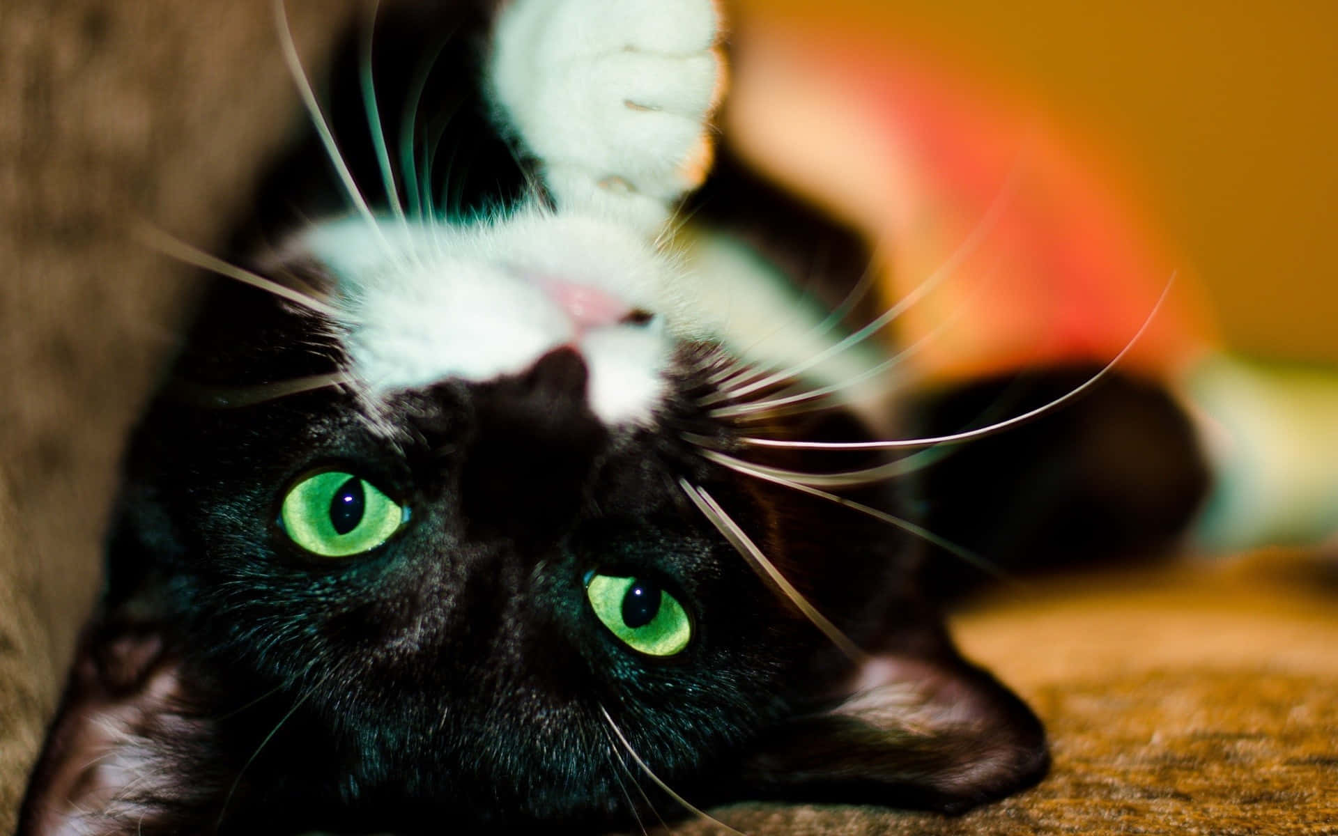 Bicolor Cat With Green Eyes Background