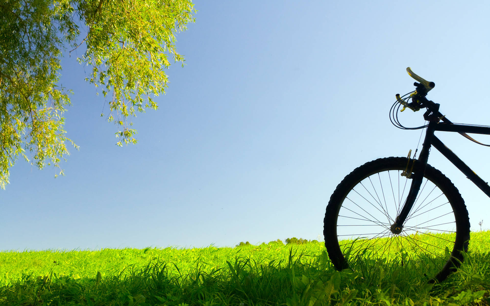 Bicycle Front On Grass