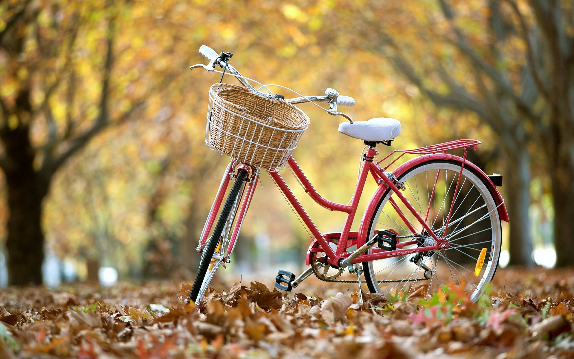 Bicycle On Fallen Leaves Background