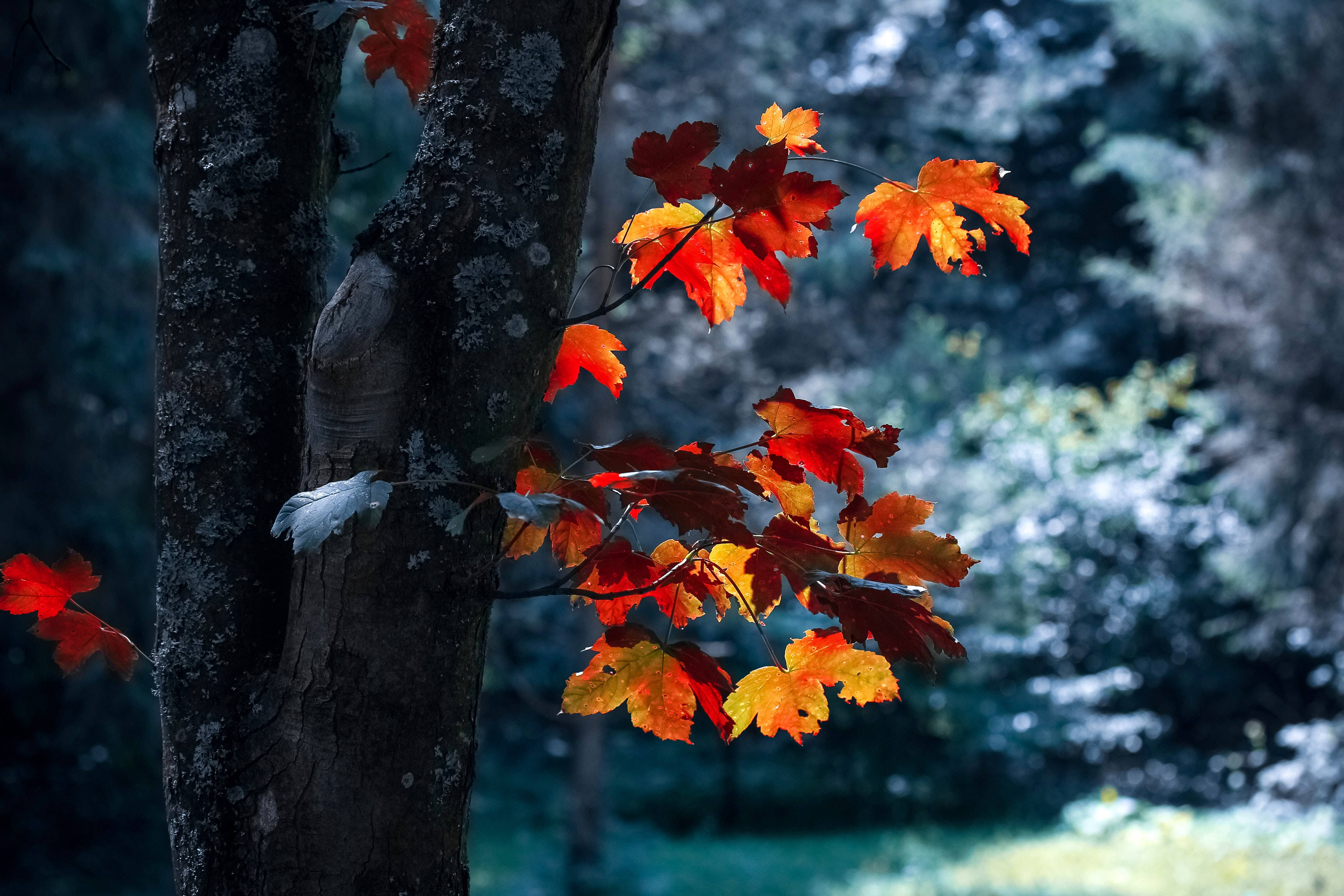 Big 3d Desktop Maple Leaves Background