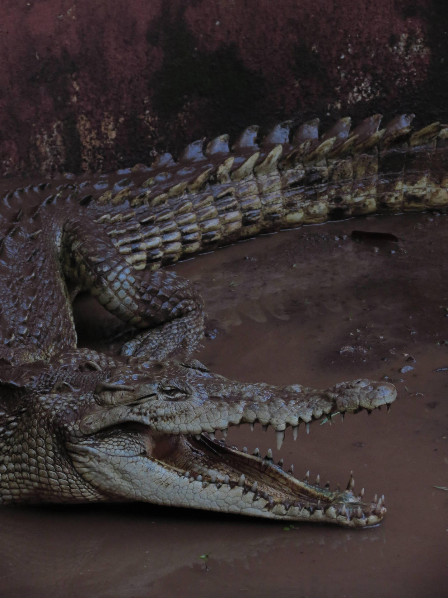 Big Alligator Phone Background