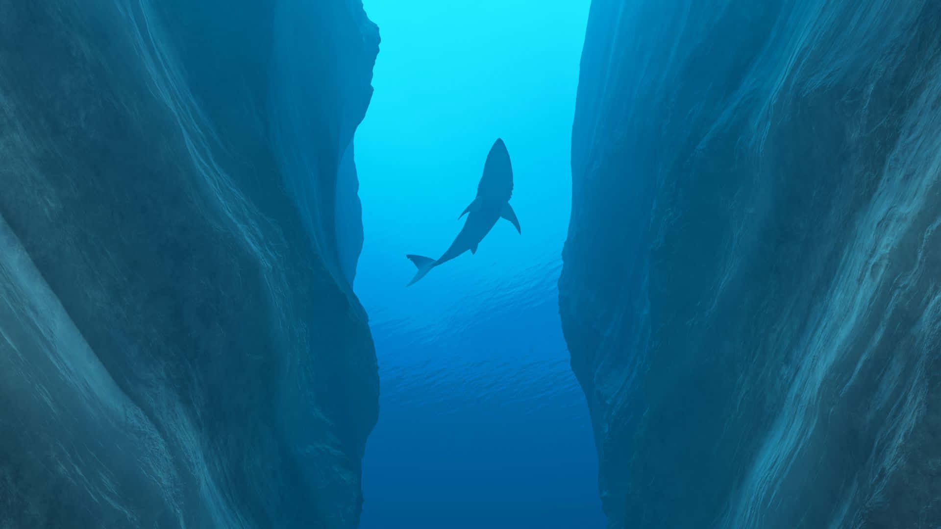 Big And Fantastic Black Shark Background