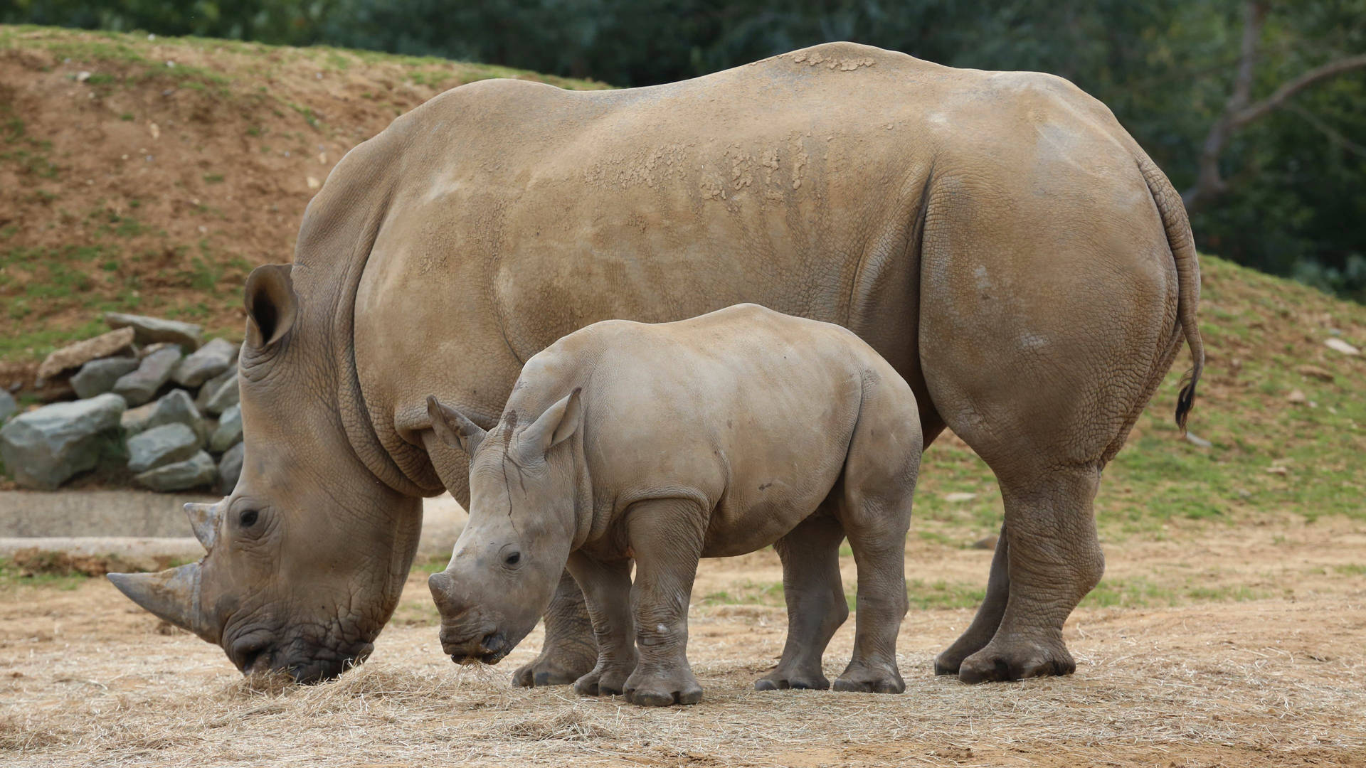 Big And Small Rhinoceros Background