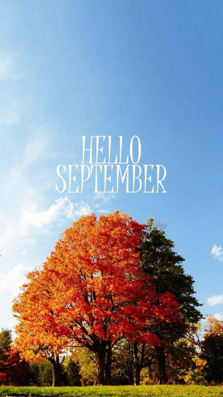 Big Autumn Tree With Hello September Greeting Background