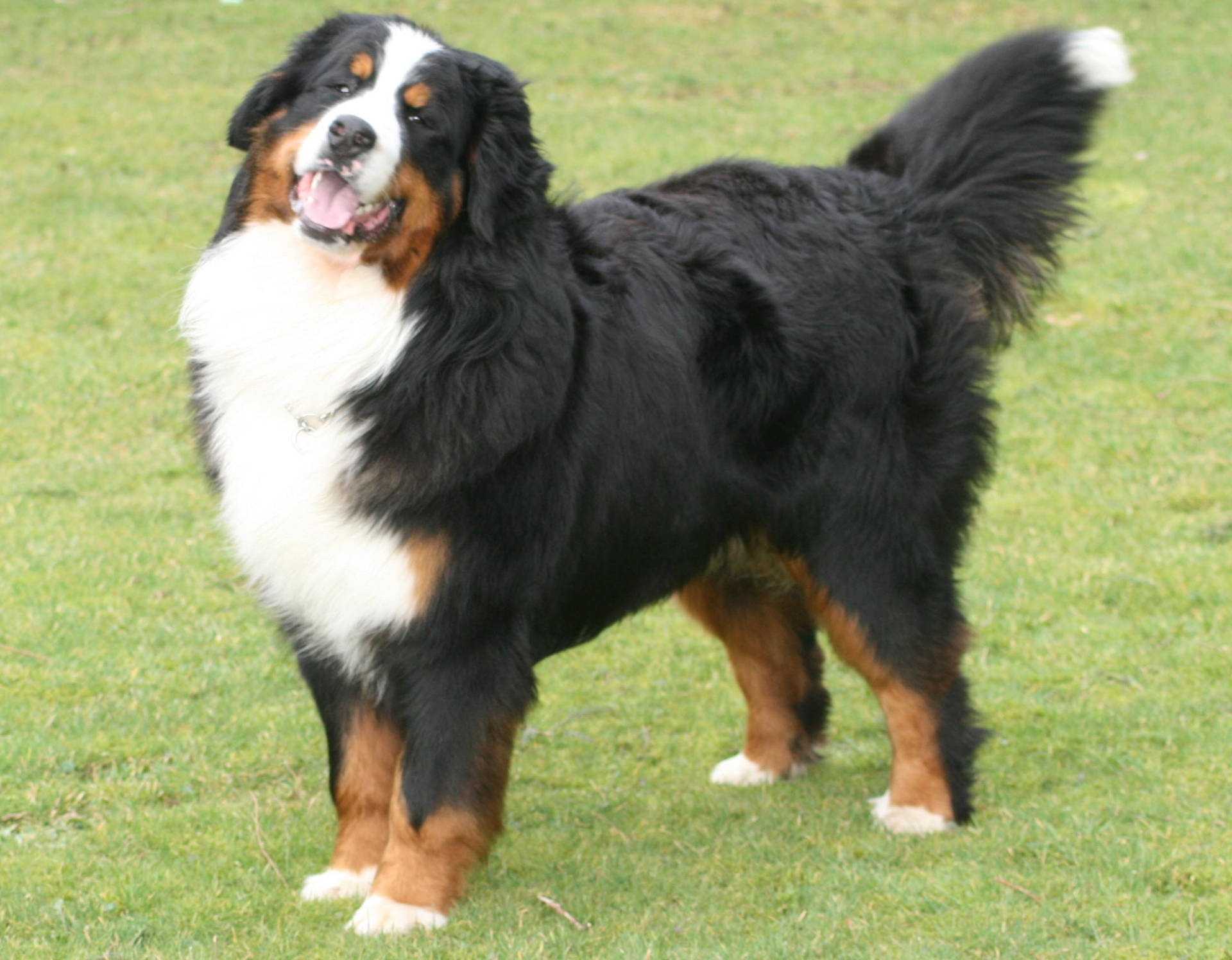 Big Bernese Mountain D Background