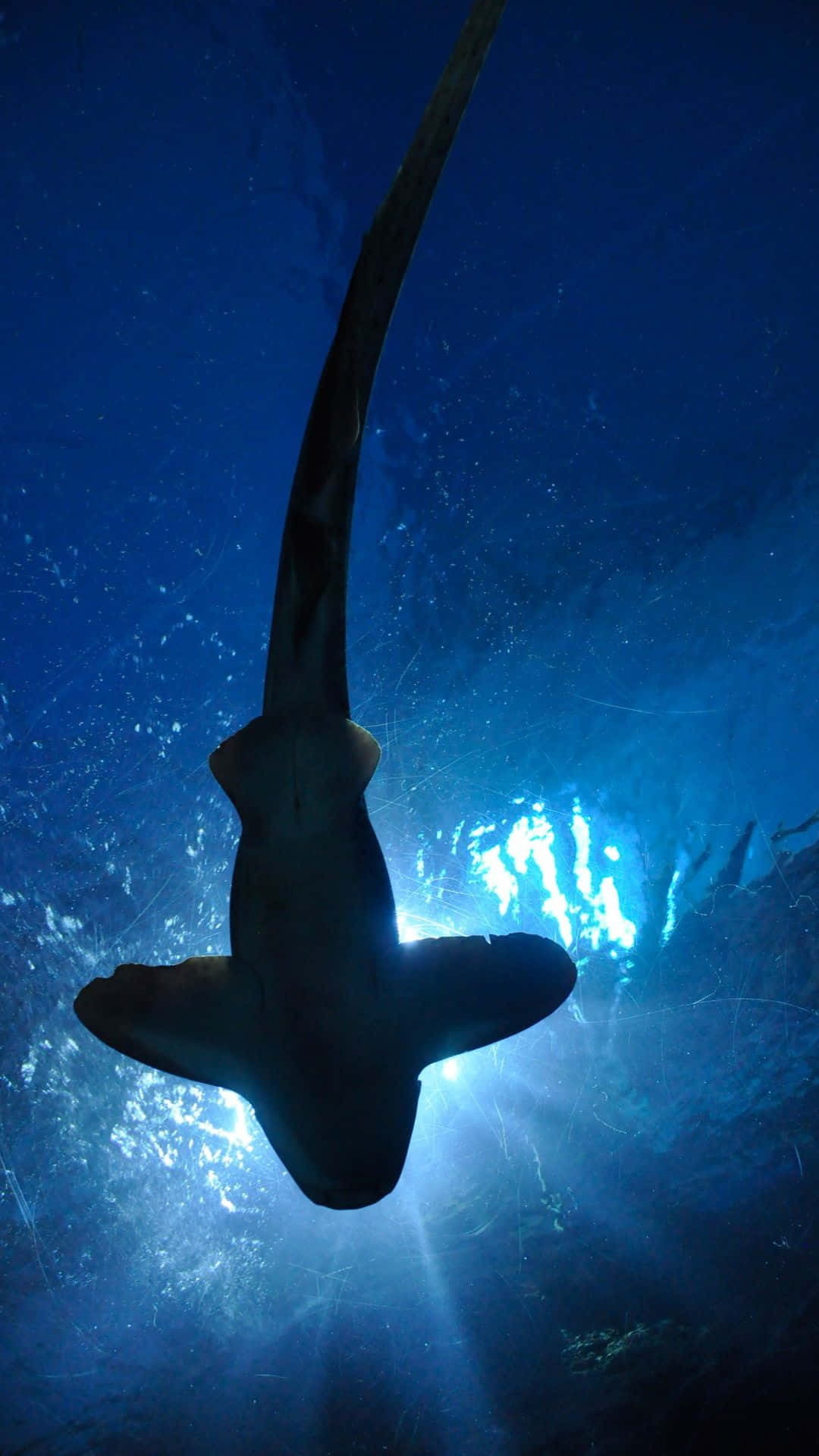 Big Black Shark In Deep Blue Sea Background