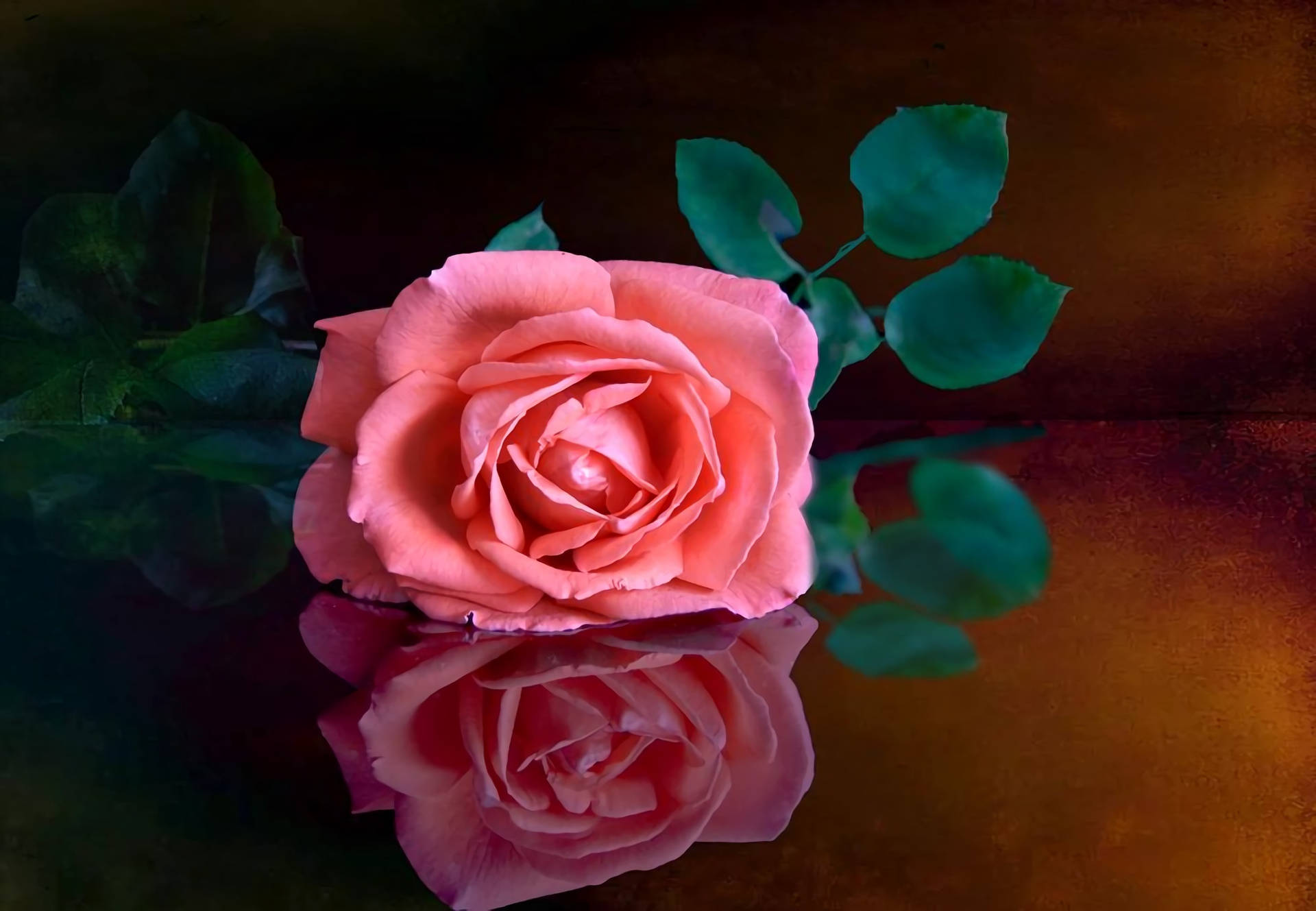 Big Bloom Of Beautiful Rose Hd Background