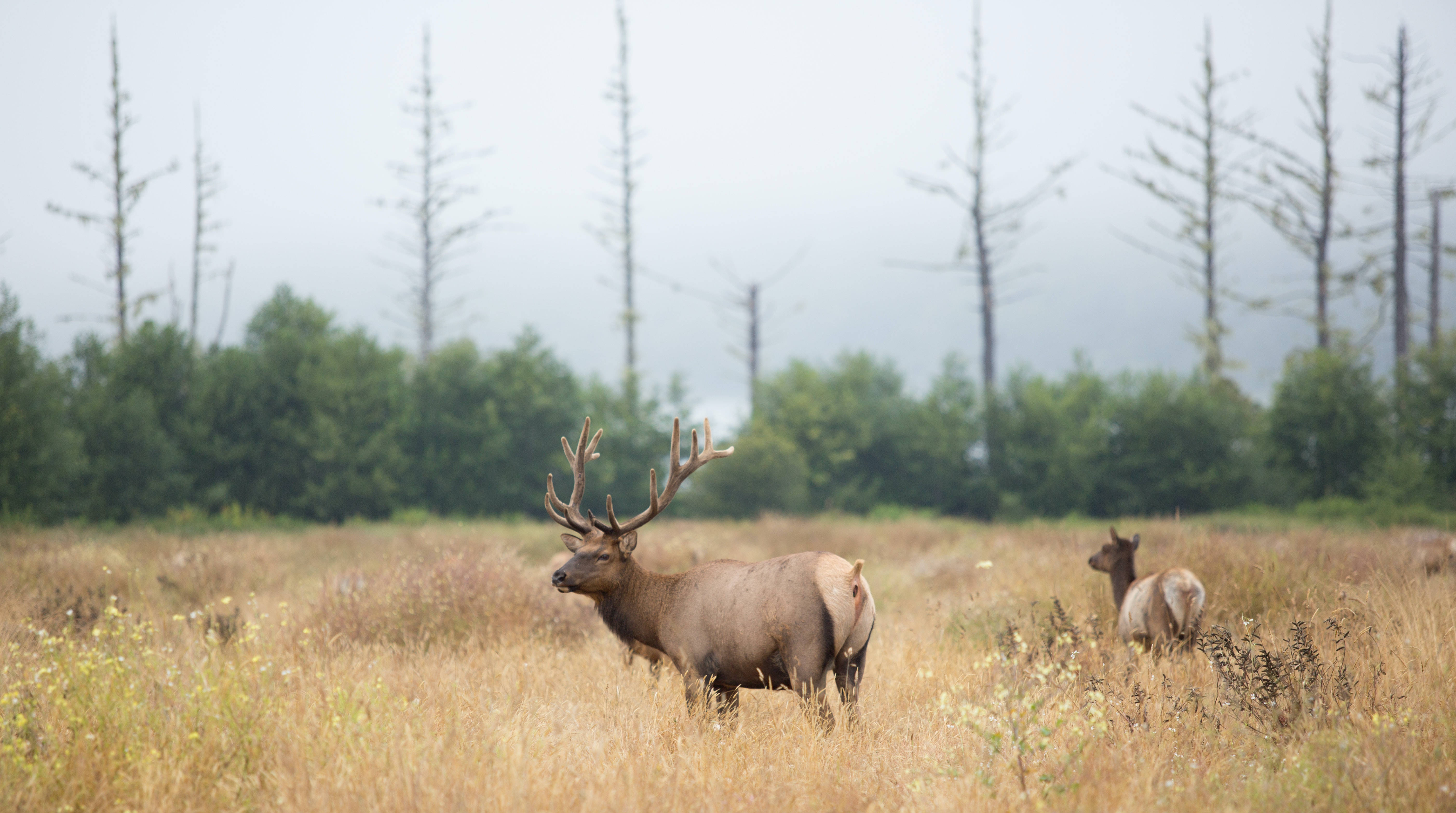 Big Buck Cute Butt