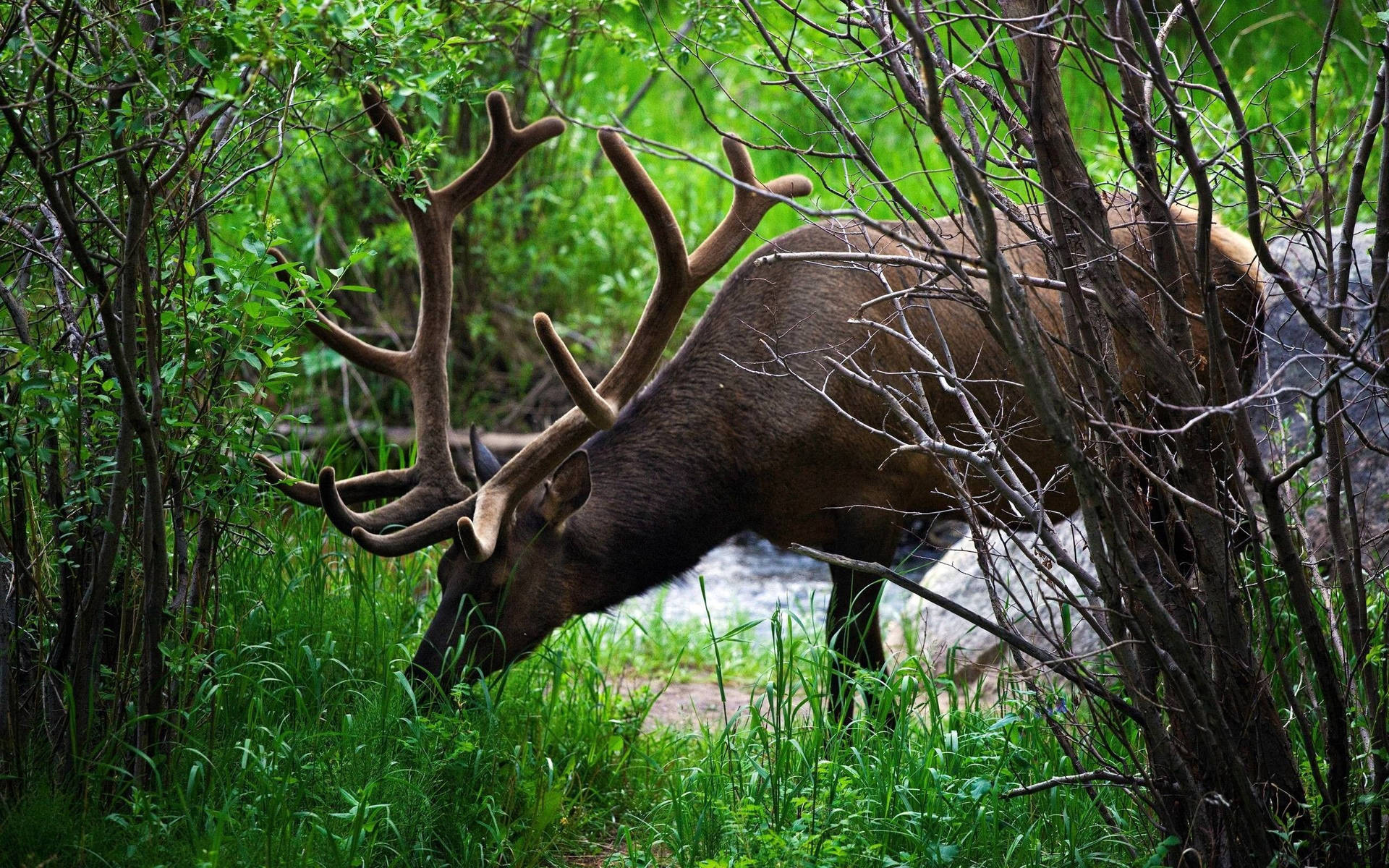 Big Buck Deer Eating Grass Background