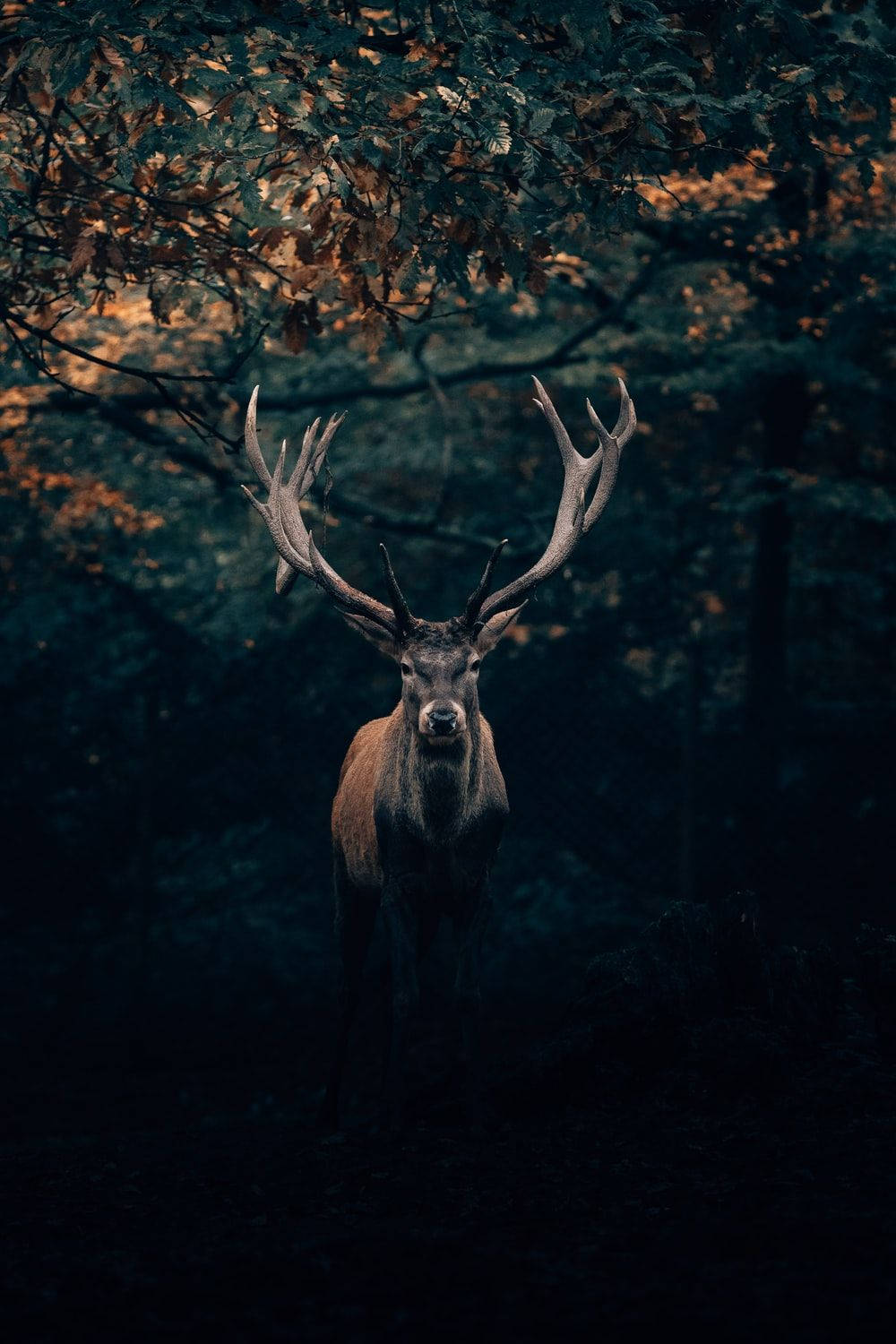 Big Buck Deer In The Dark Background