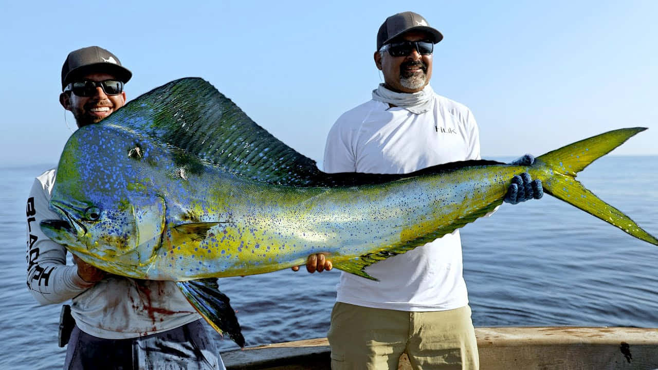 Big Catch Mahi Mahi Fishermen