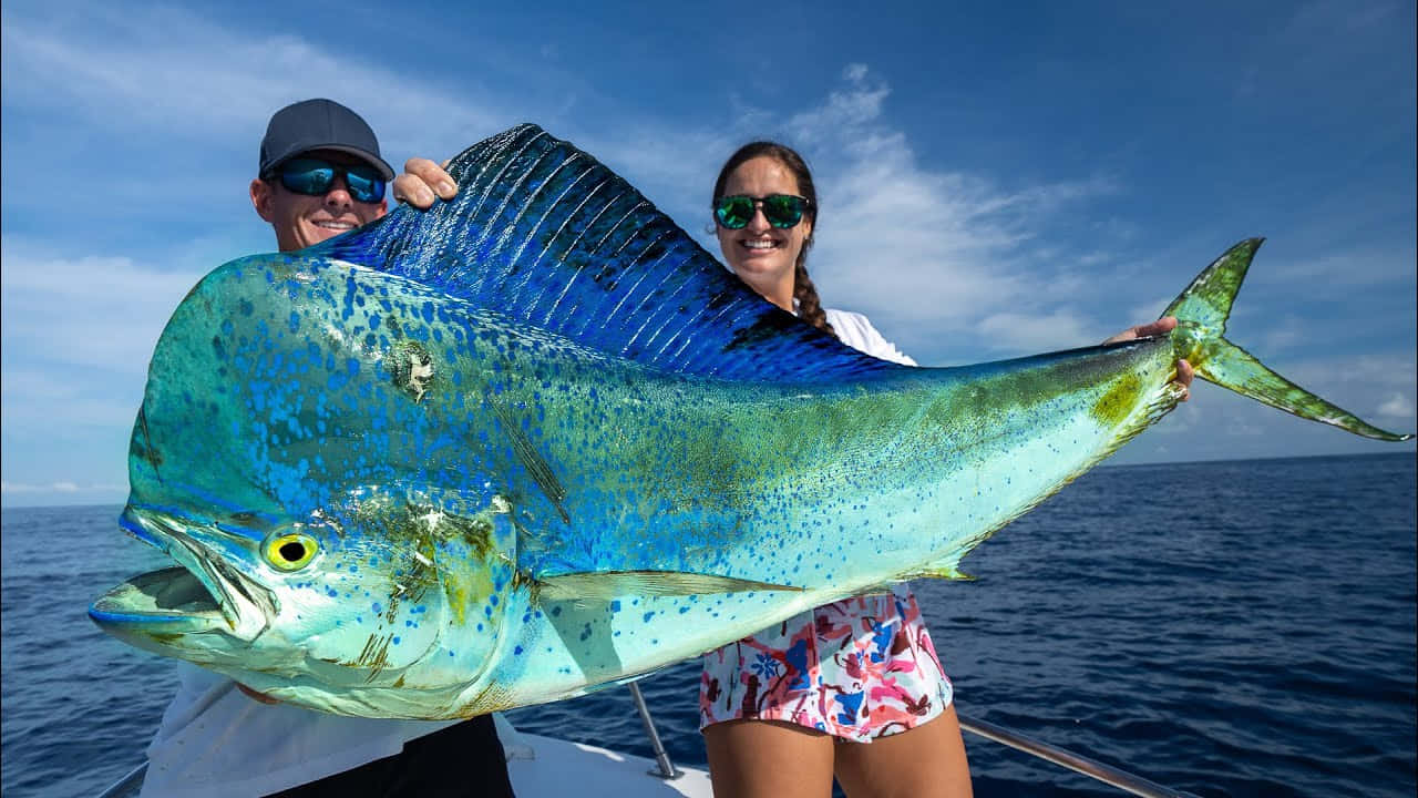 Big Catch Mahi Mahi Fishing Trip Background