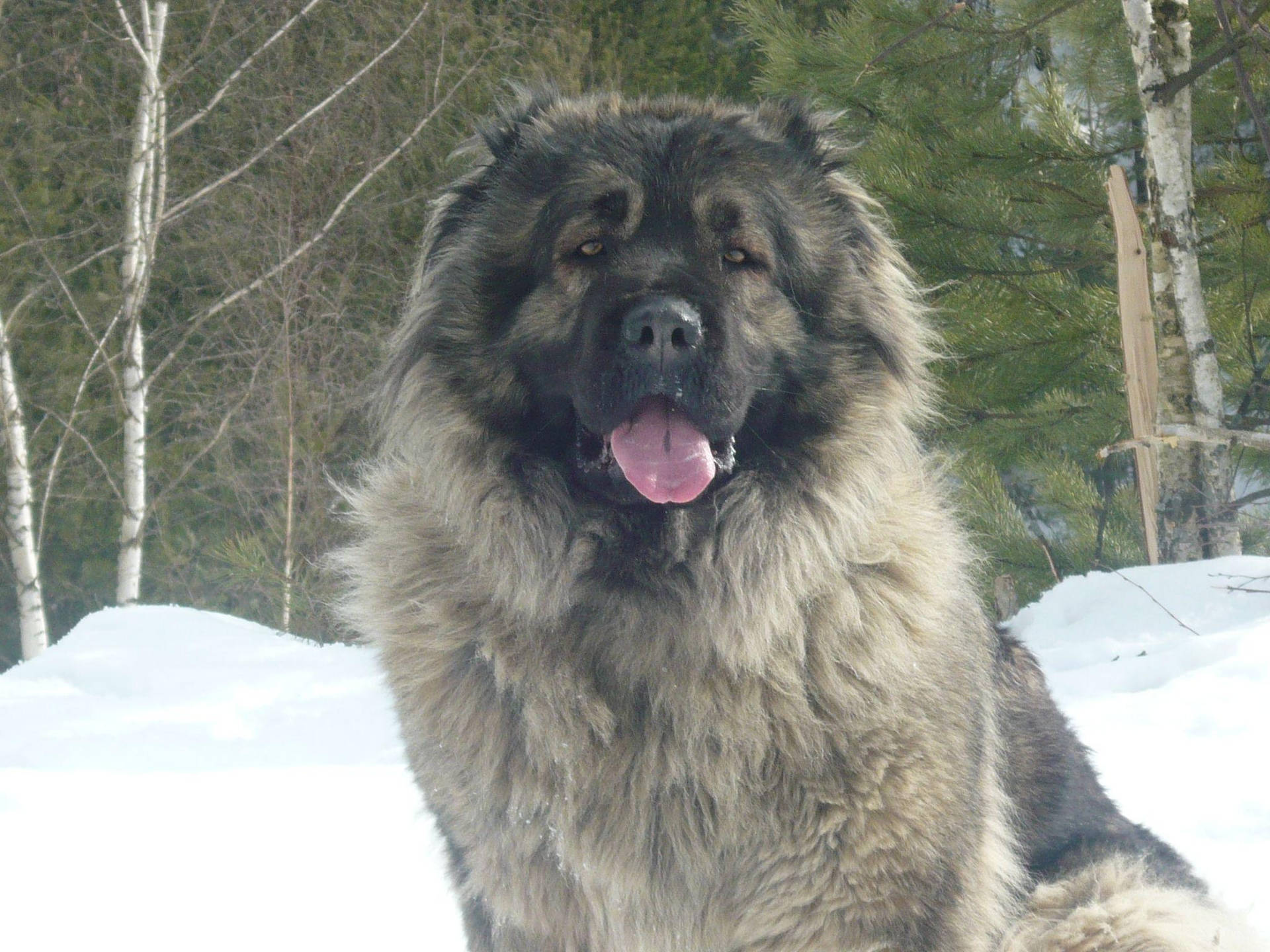 Big Caucasian Shepherd Dog Background