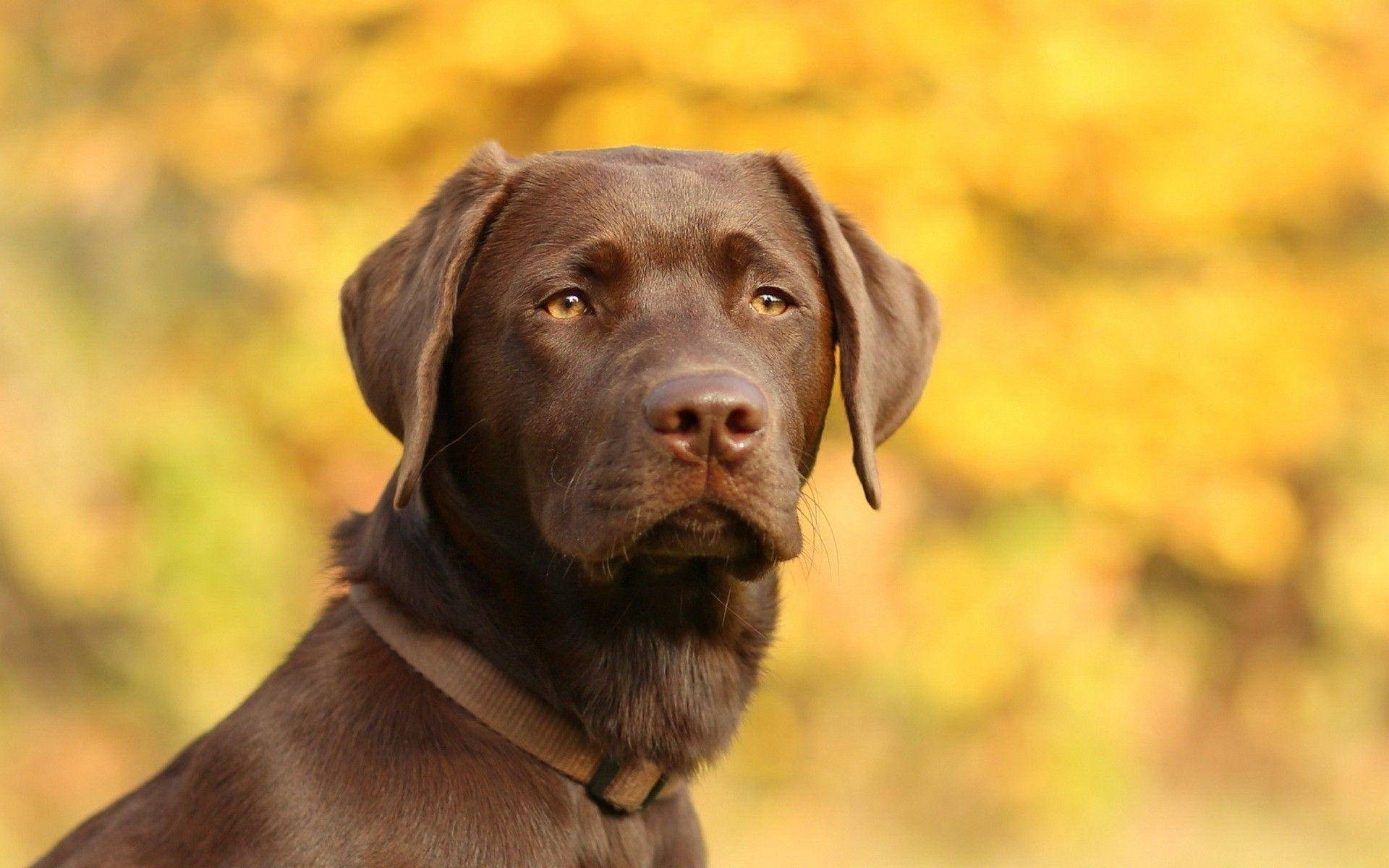 Big Chocolate Lab Dog Background